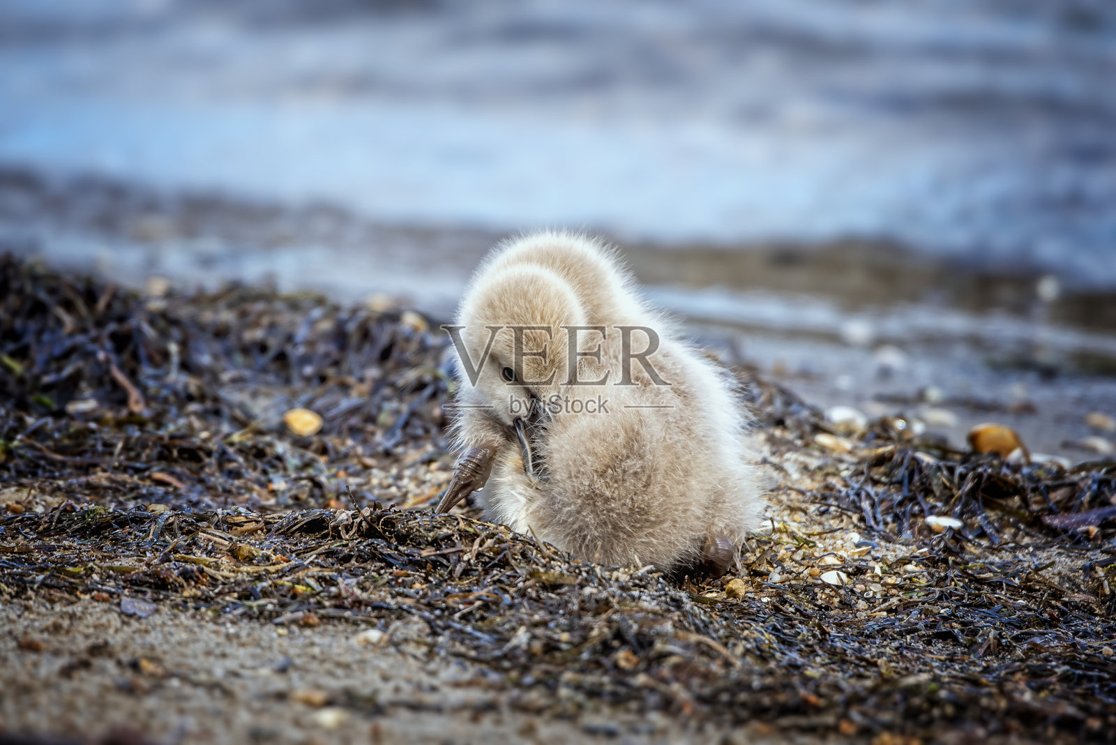 黑天鹅小天鹅照片摄影图片