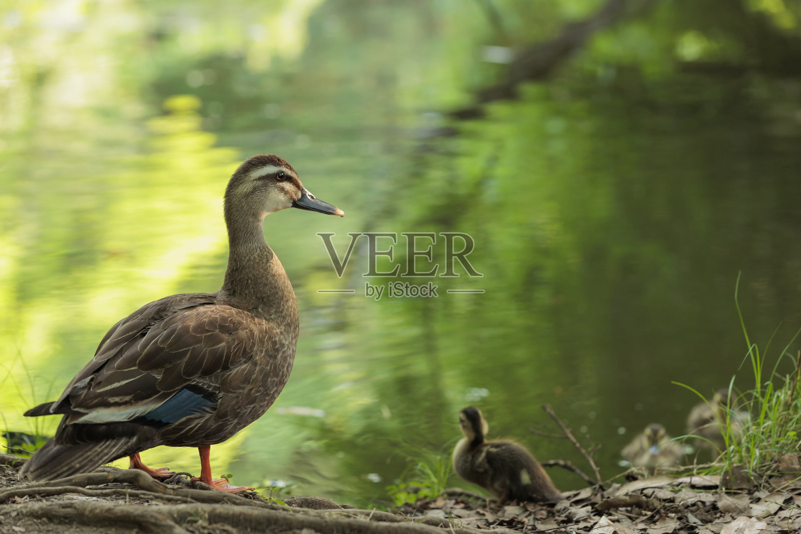 鸟照片摄影图片