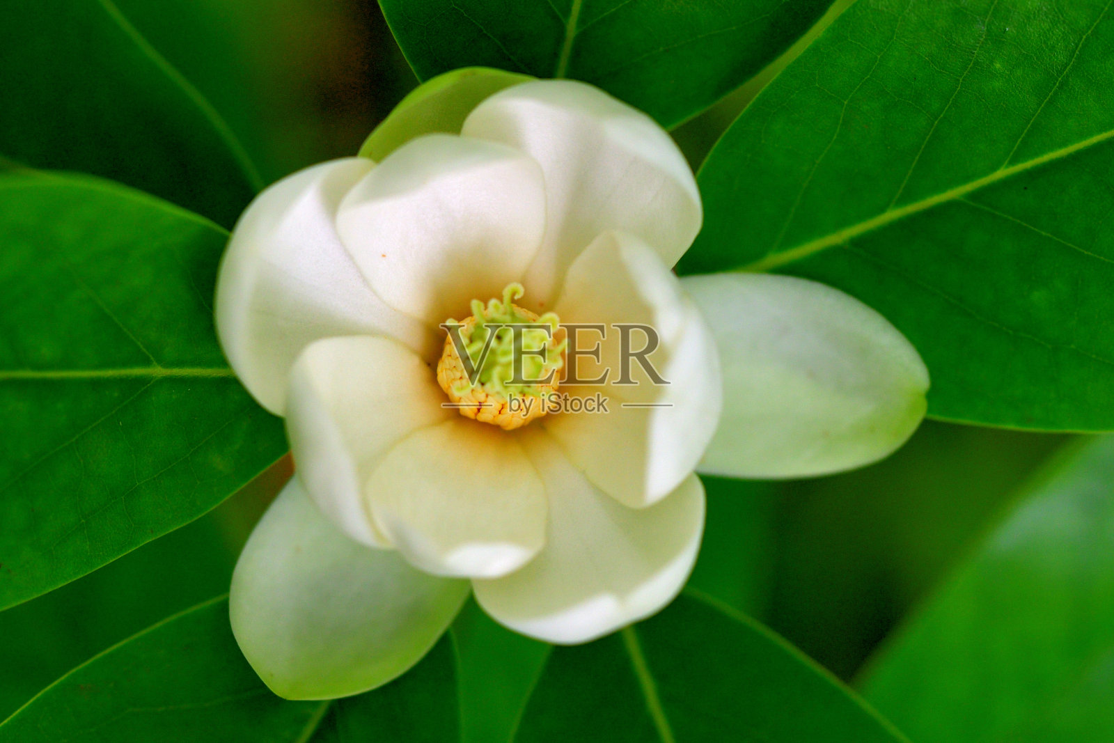 木兰弗吉尼亚/甜湾木兰花照片摄影图片