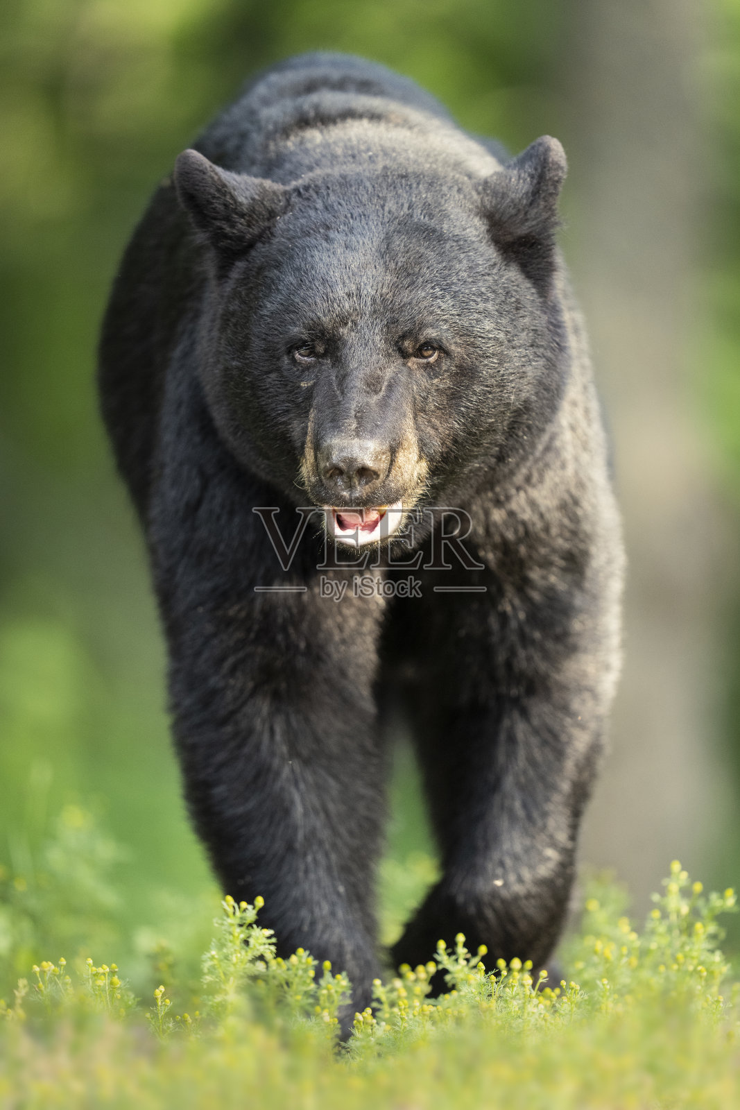 黑熊的肖像照片摄影图片