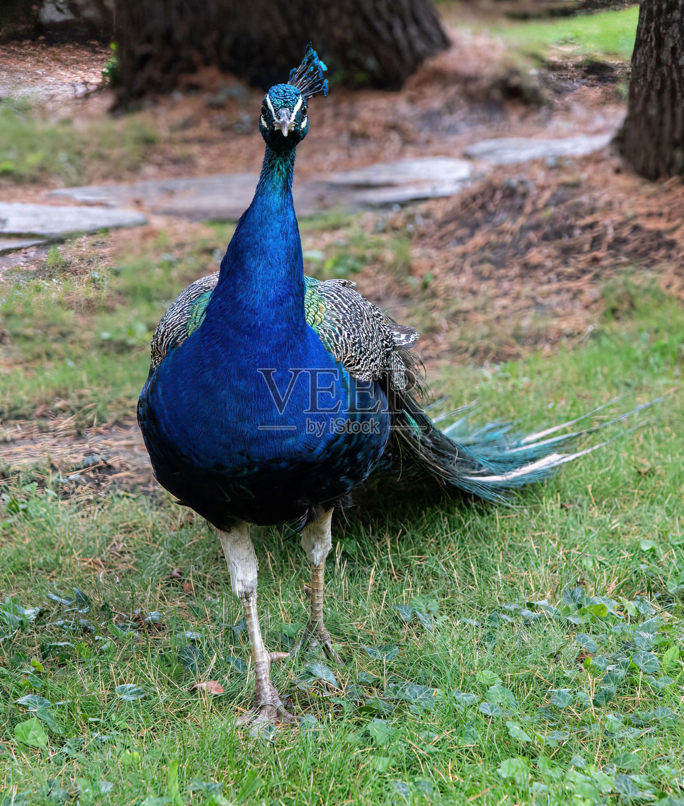 一个雄伟的孔雀照片摄影图片