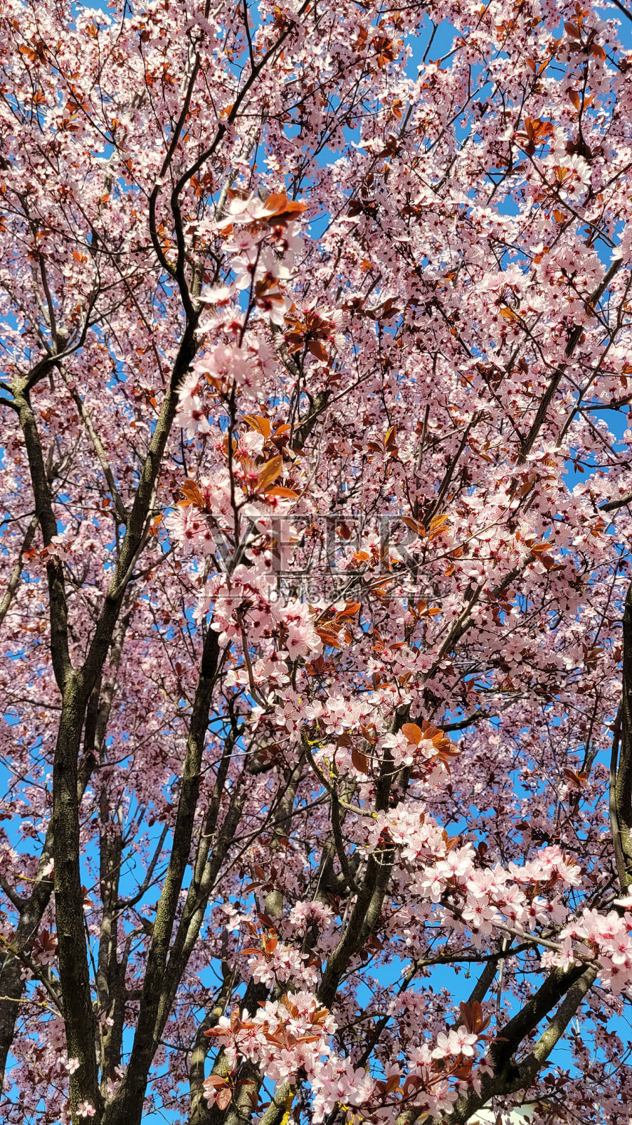 美丽的樱花近景照片摄影图片