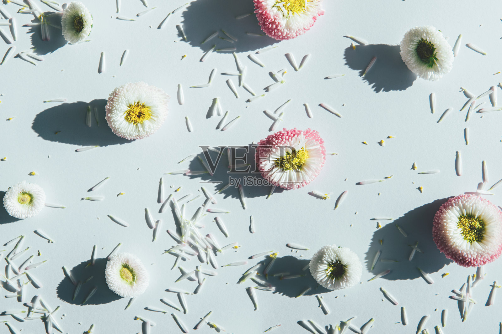 高天使视角的花雏菊与阴影图案超过白色。照片摄影图片