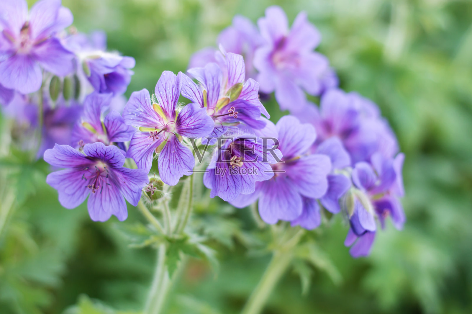 花园里的枝头上开着紫色的小花，大自然自然照片摄影图片