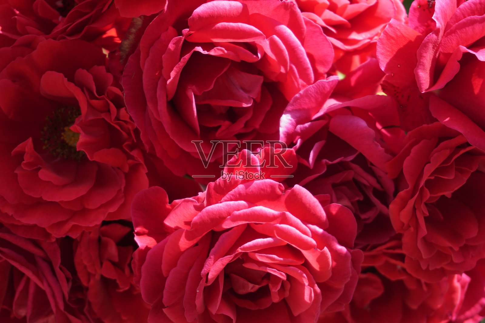 背景,背景。深红色的玫瑰特写。花园的魅力照片摄影图片