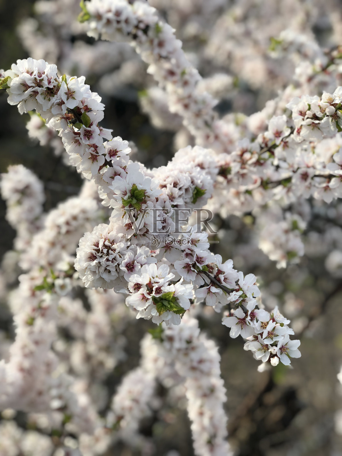 野生樱花照片摄影图片