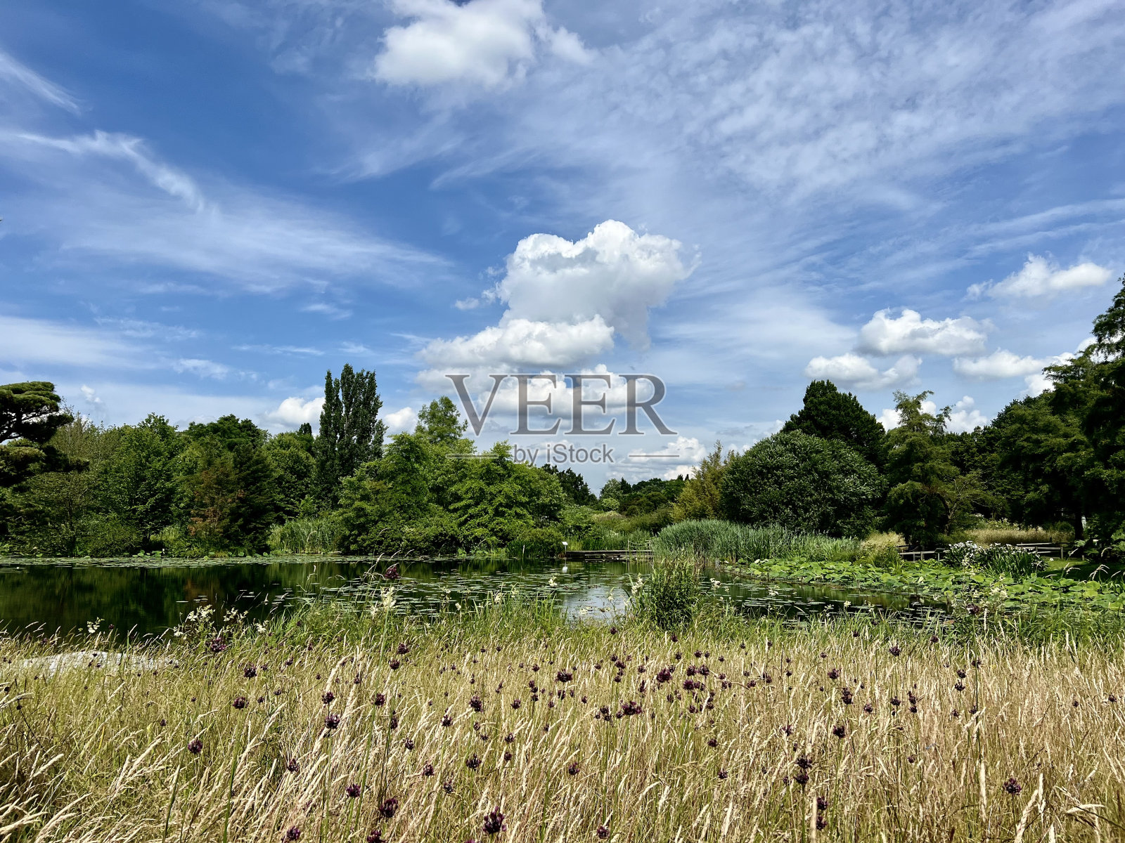 夏天湖的全景照片摄影图片