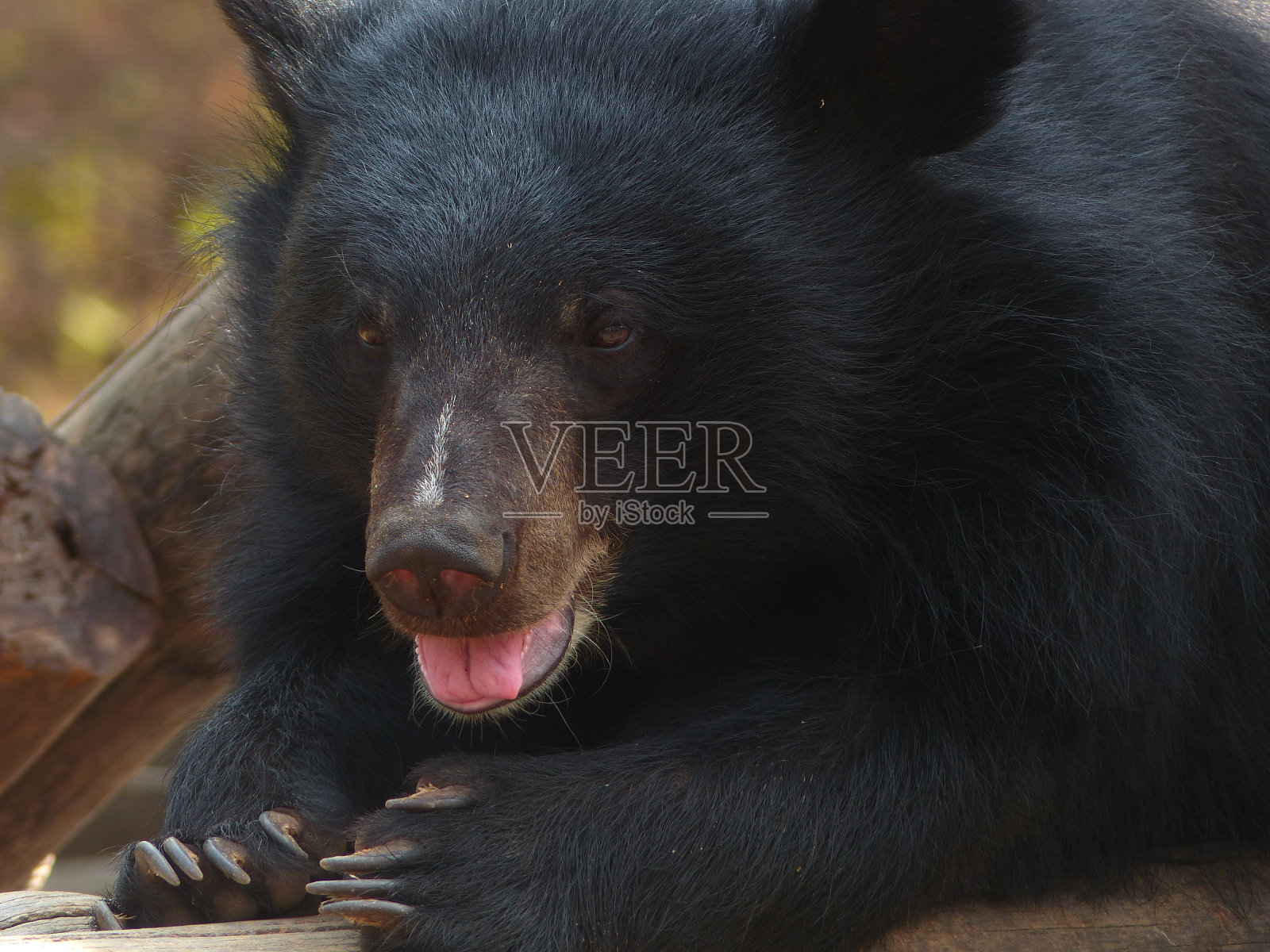 熊，金边，柬埔寨照片摄影图片