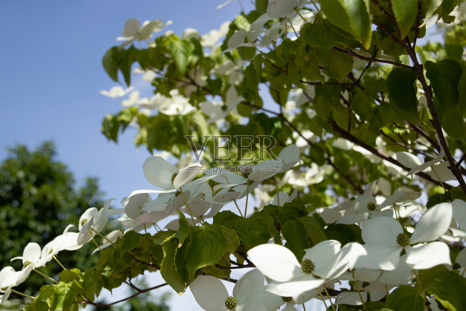 夏天白花盛开照片摄影图片