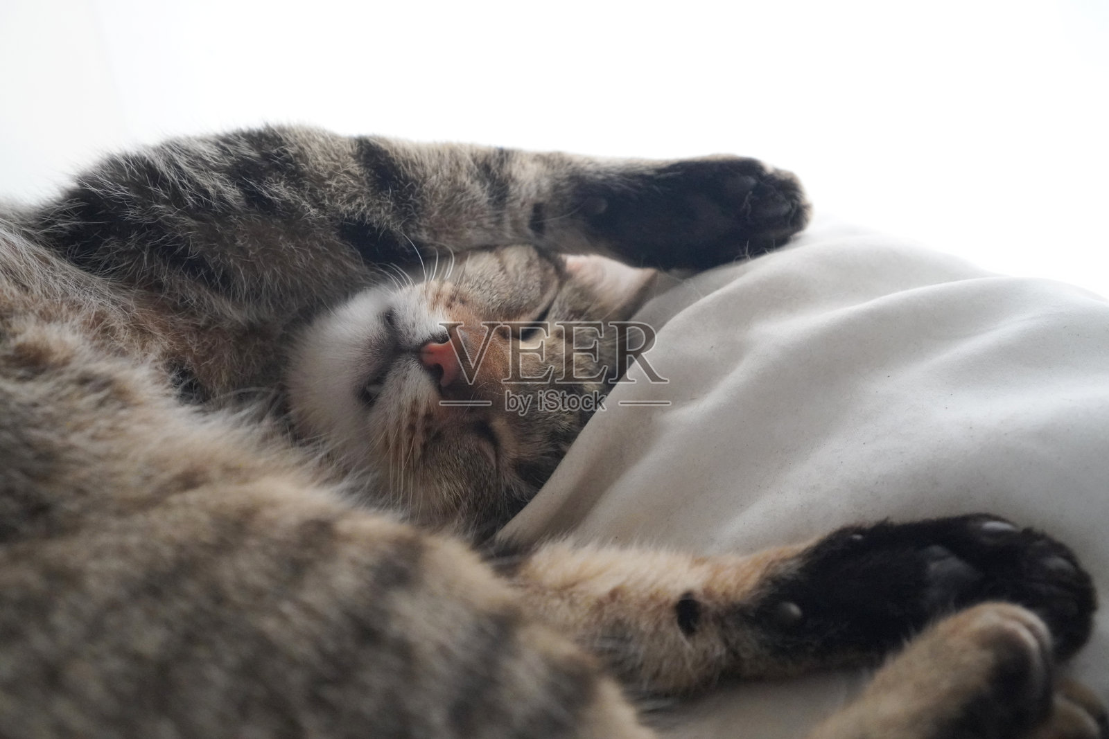 猫在房子里睡觉照片摄影图片