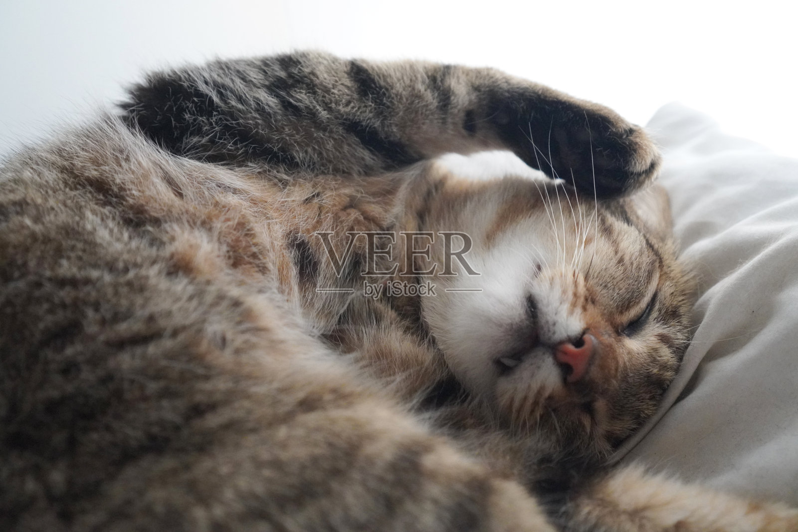 猫在房子里睡觉照片摄影图片