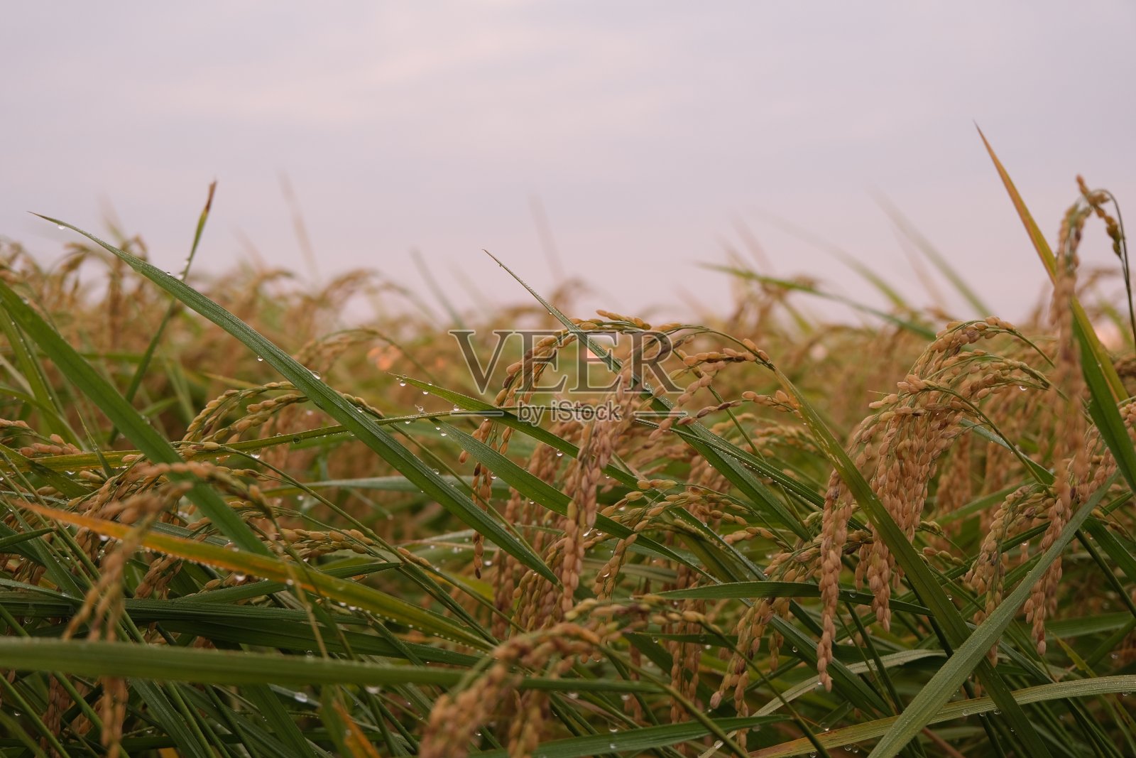 稻穗被晨露浸湿照片摄影图片