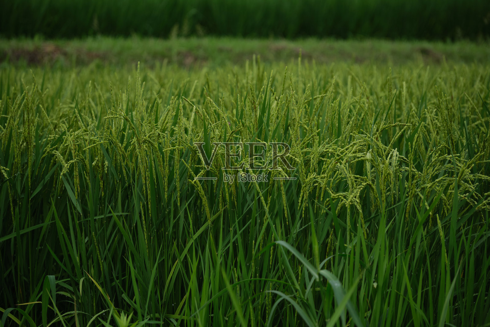 满地绿稻穗照片摄影图片
