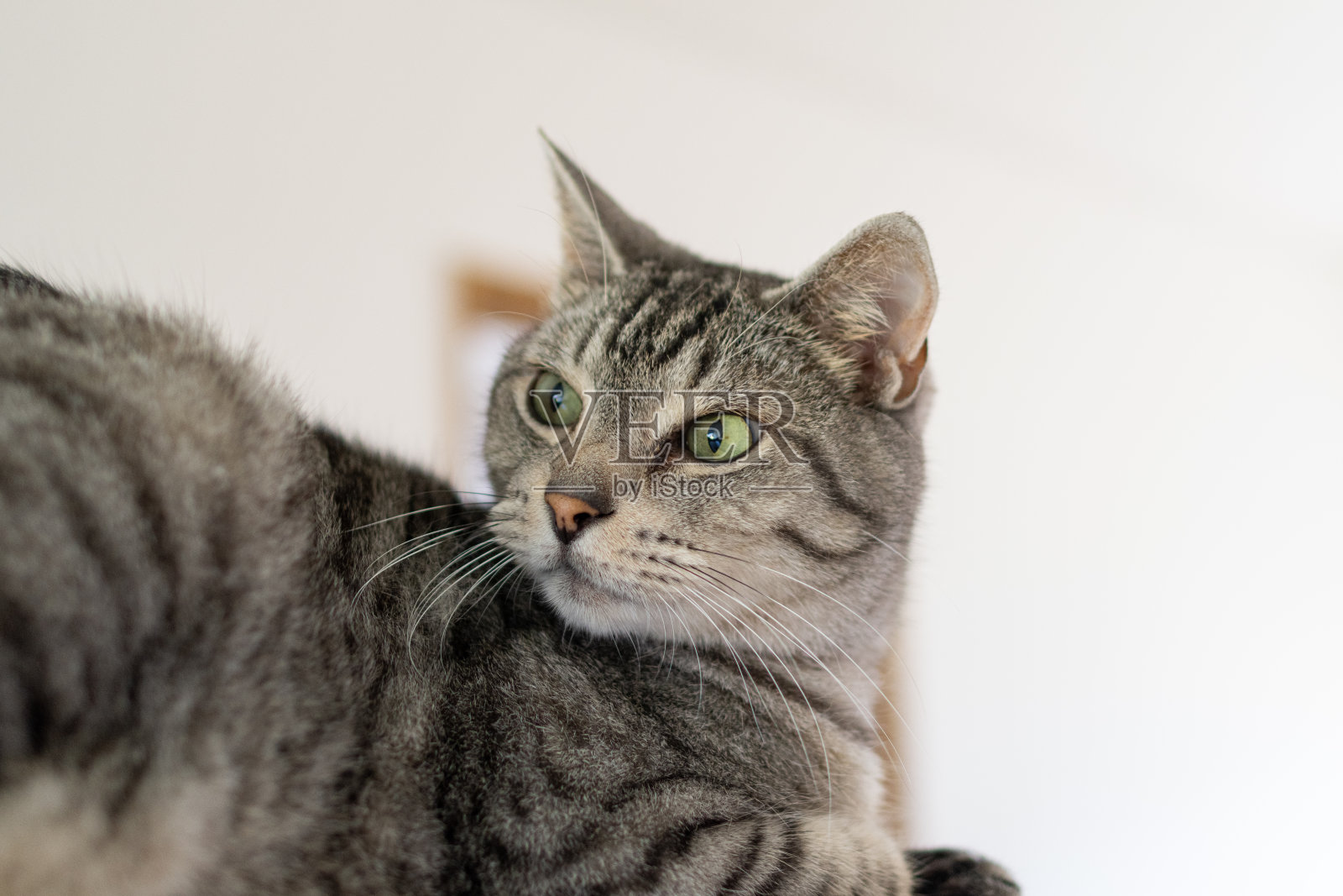 猫照片摄影图片