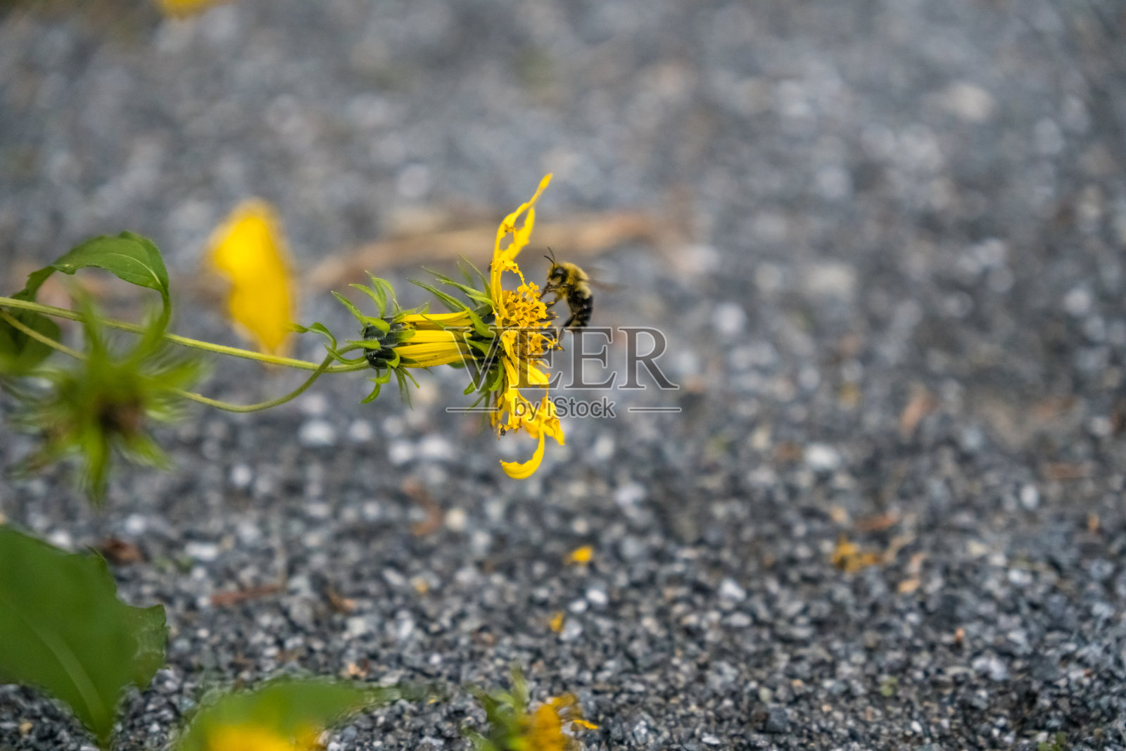 蜜蜂照片摄影图片