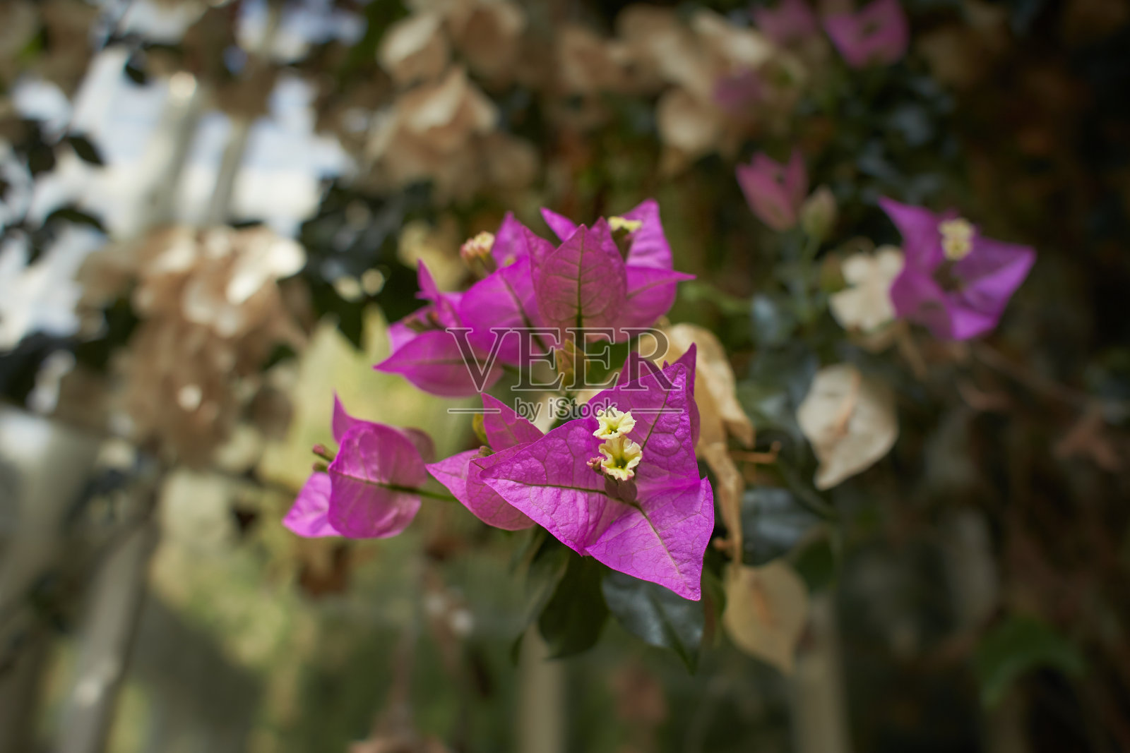 粉红色的九重葛花与模糊的背景在绿色的灌木。花儿爬上了篱笆。照片摄影图片