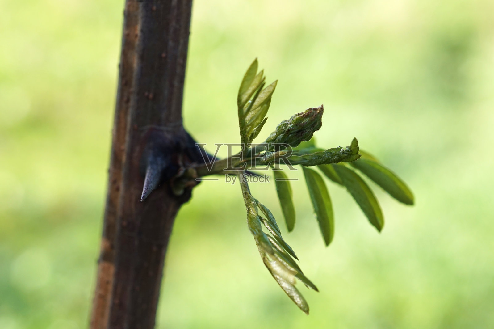 洋槐照片摄影图片