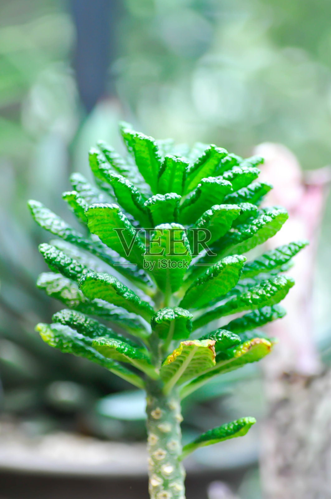多肉植物、小型植物、仙人掌或 Haworthia 青锁龙照片摄影图片