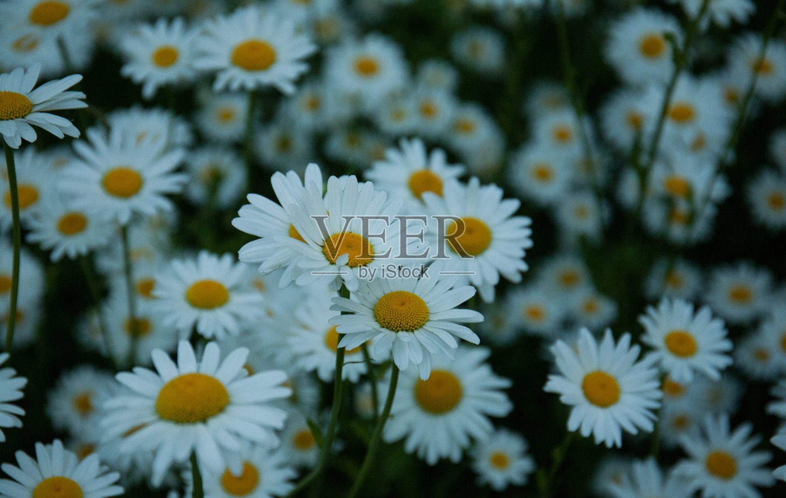 甘菊，花园里的白花。照片摄影图片