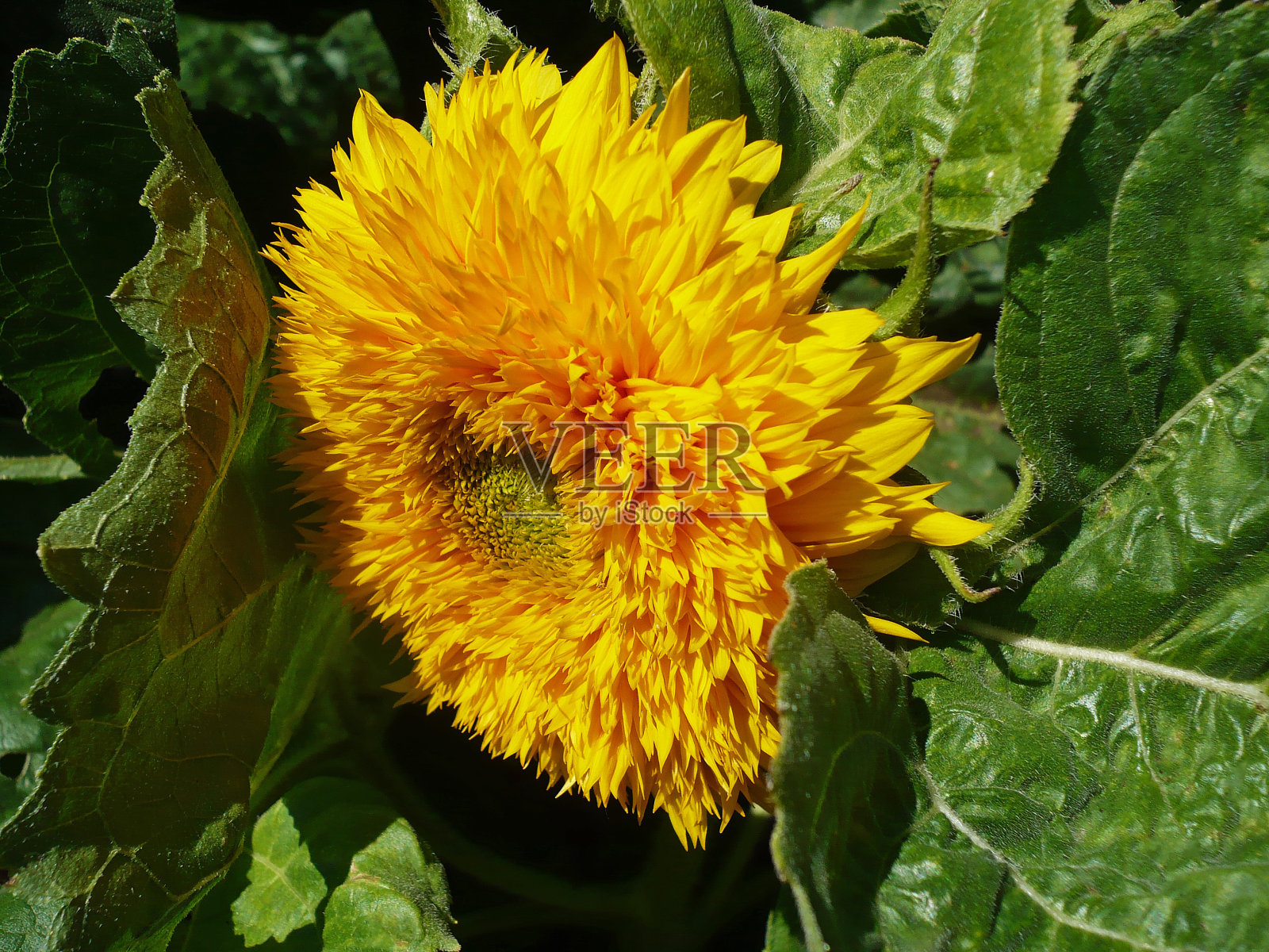 向日葵照片摄影图片