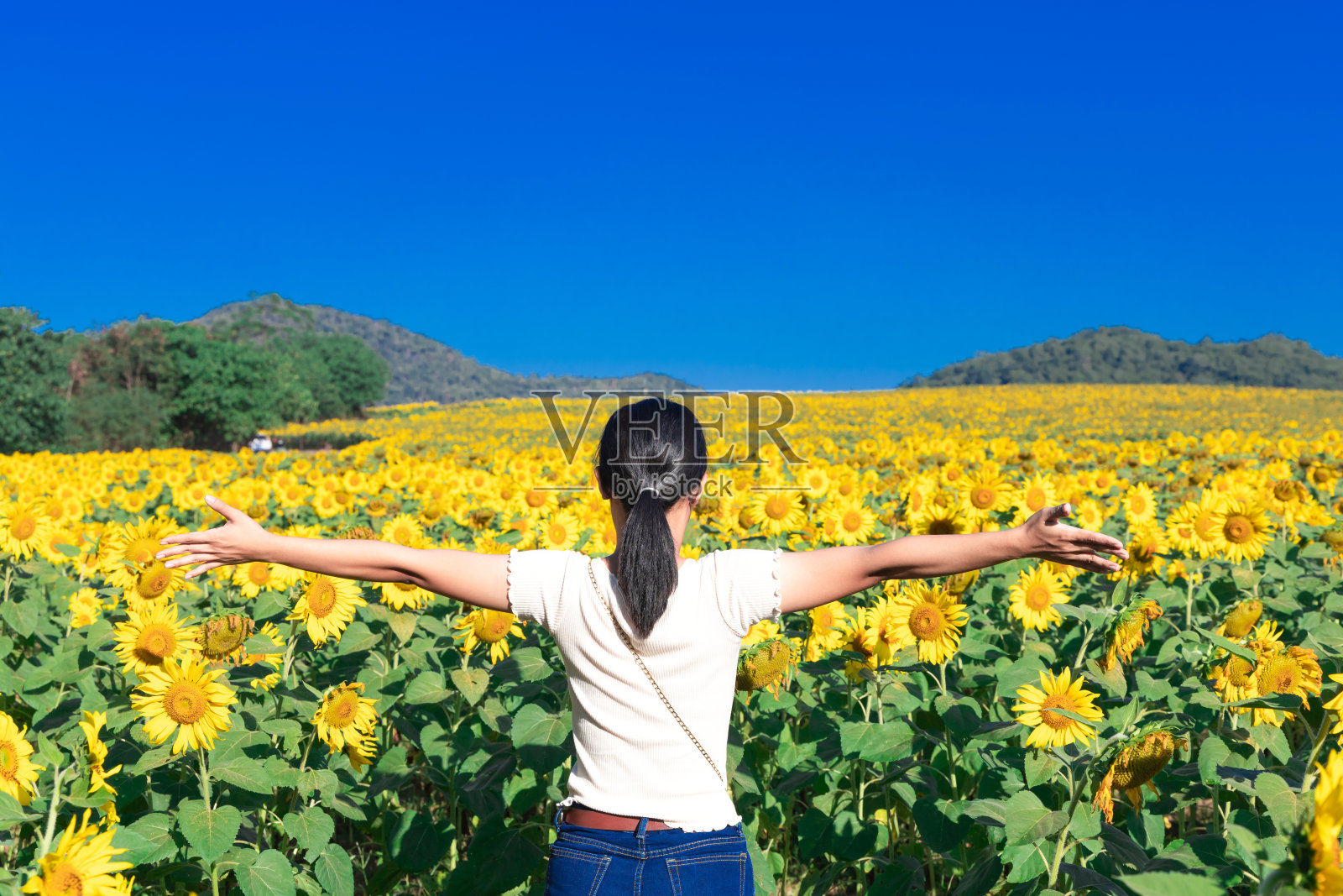 女人在色彩鲜艳的向日葵田。照片摄影图片
