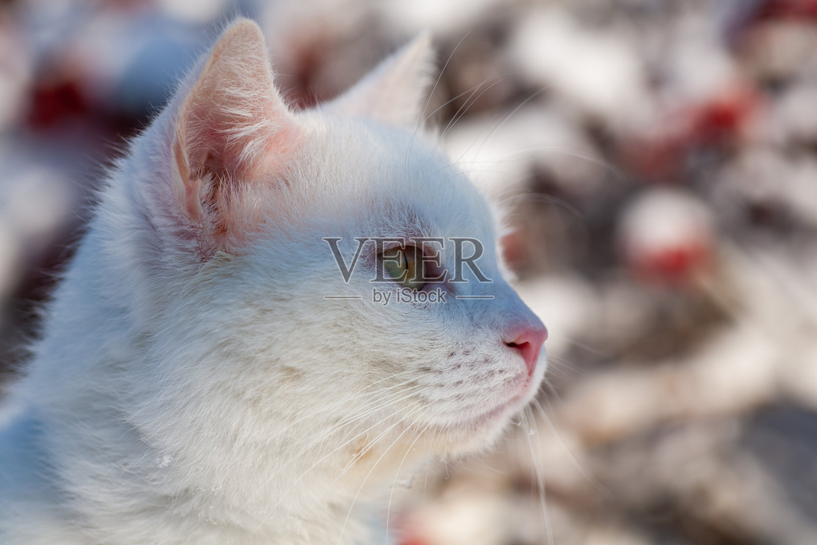 在一个雾蒙蒙的冬日清晨，猫在雪地里照片摄影图片