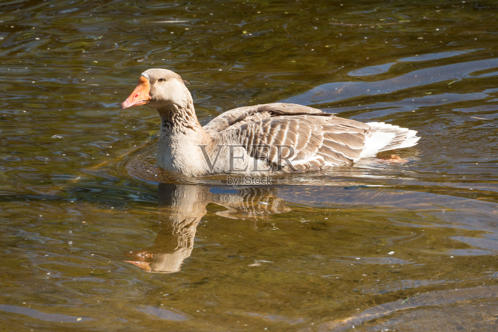 布朗鹅游泳照片摄影图片