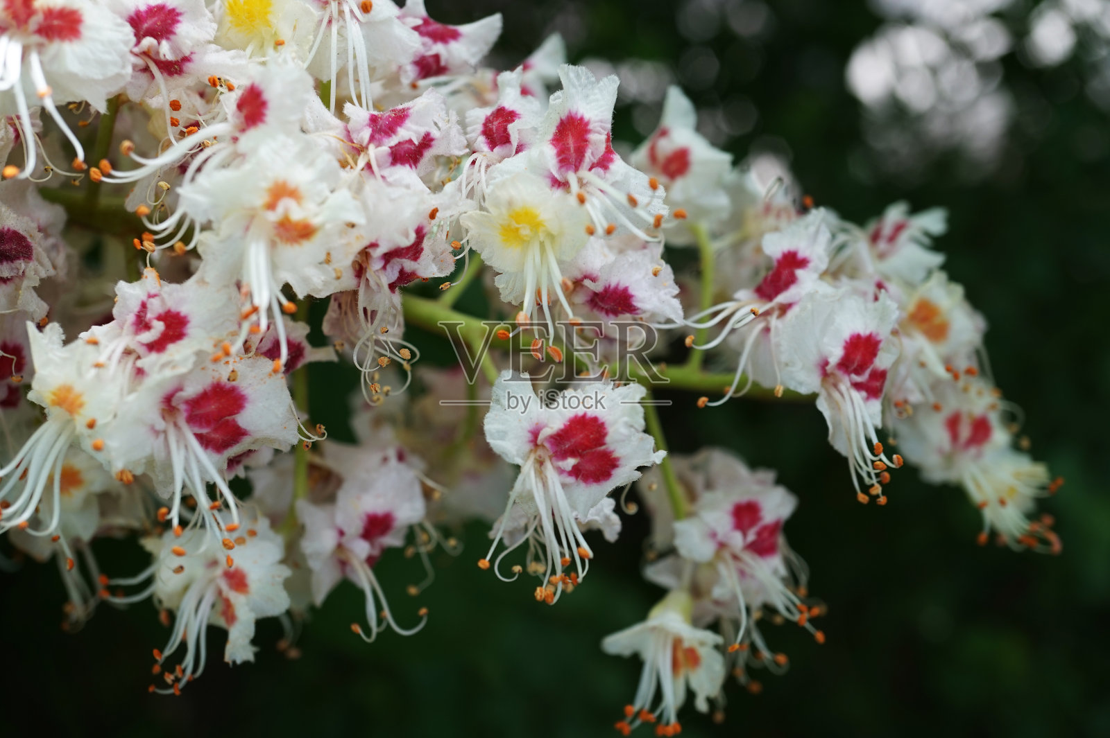 七叶树照片摄影图片