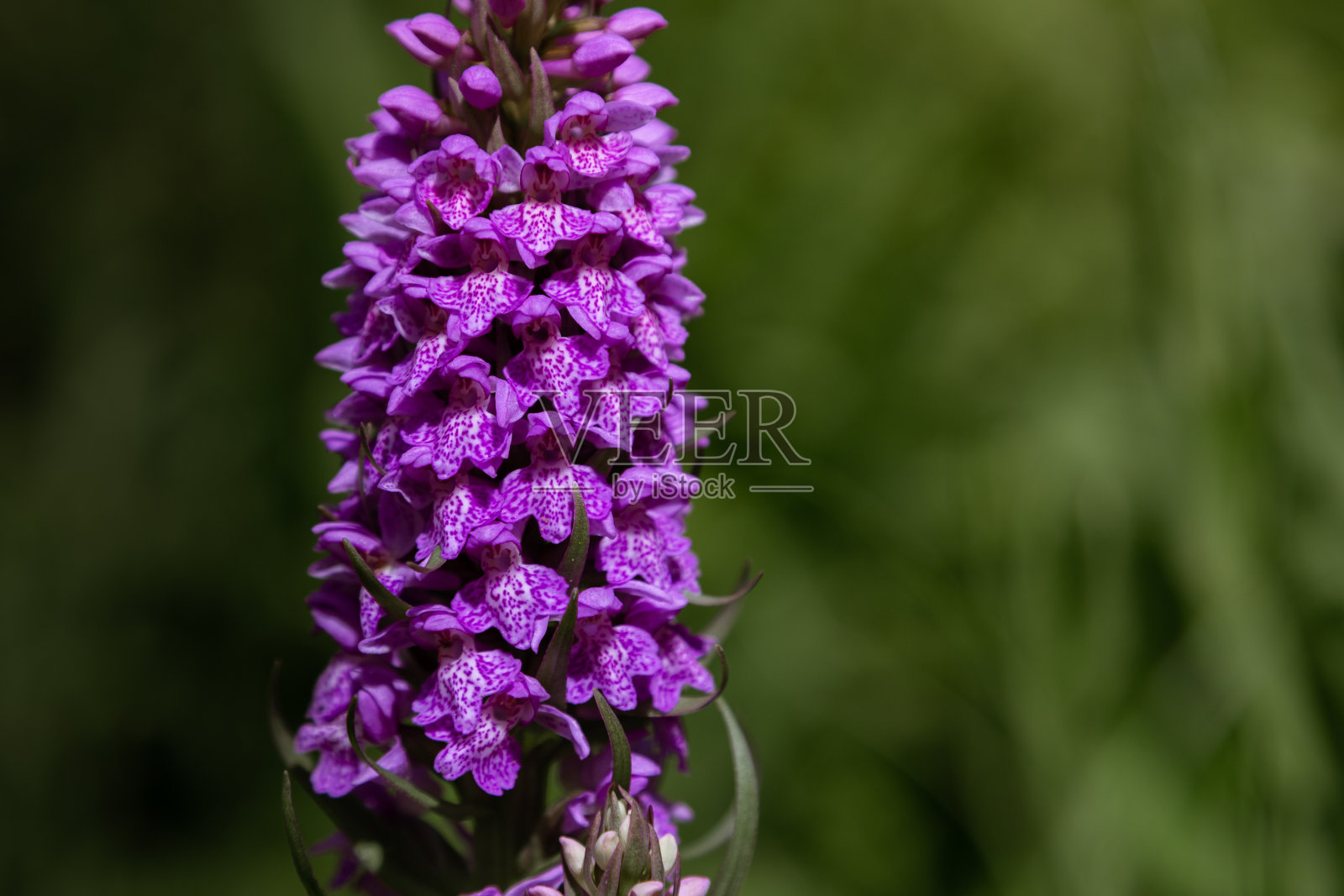 孤立的花朵特写。宏。桌面壁纸。花的背景。长紫色的花照片摄影图片