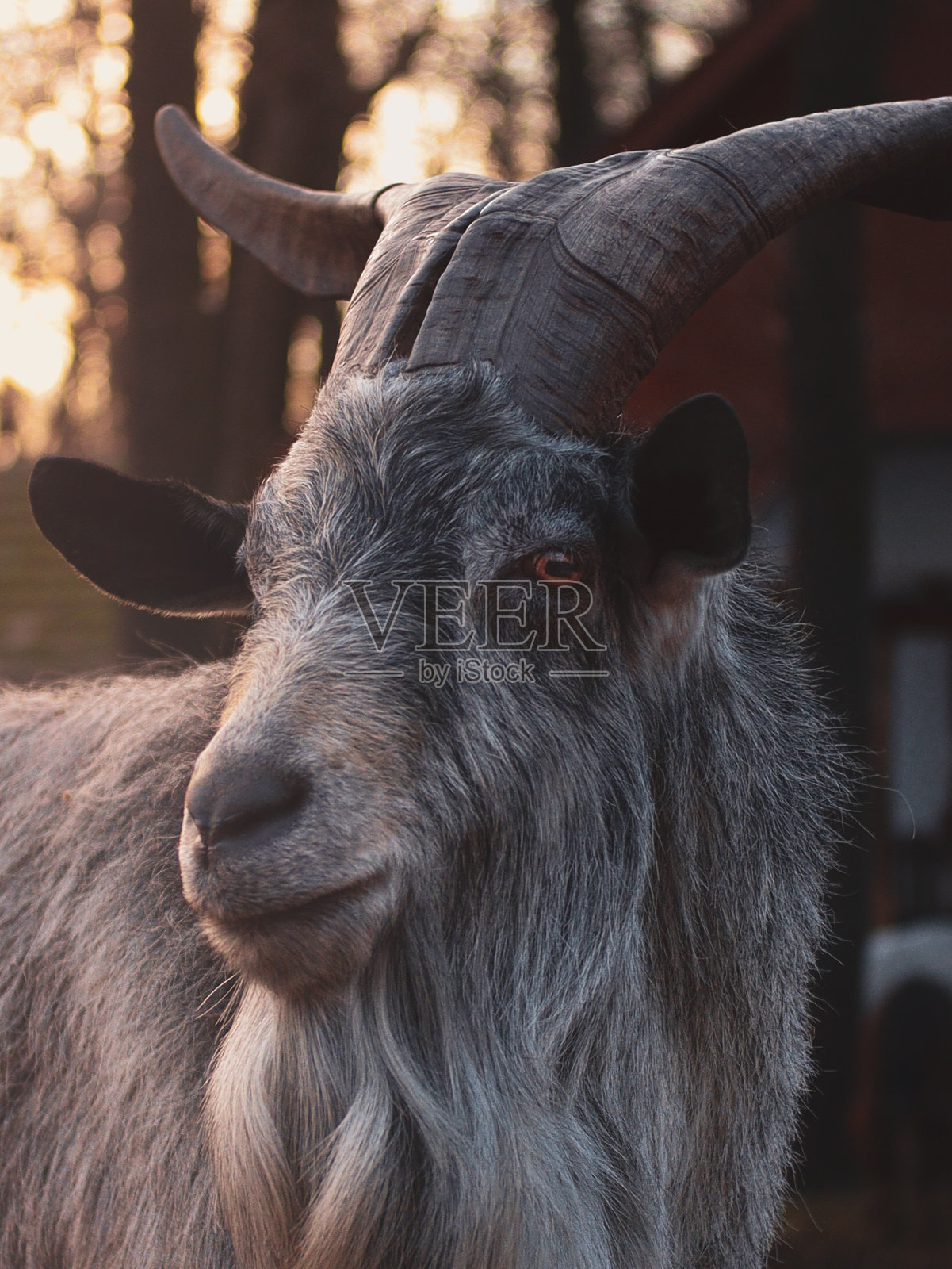 山羊照片摄影图片