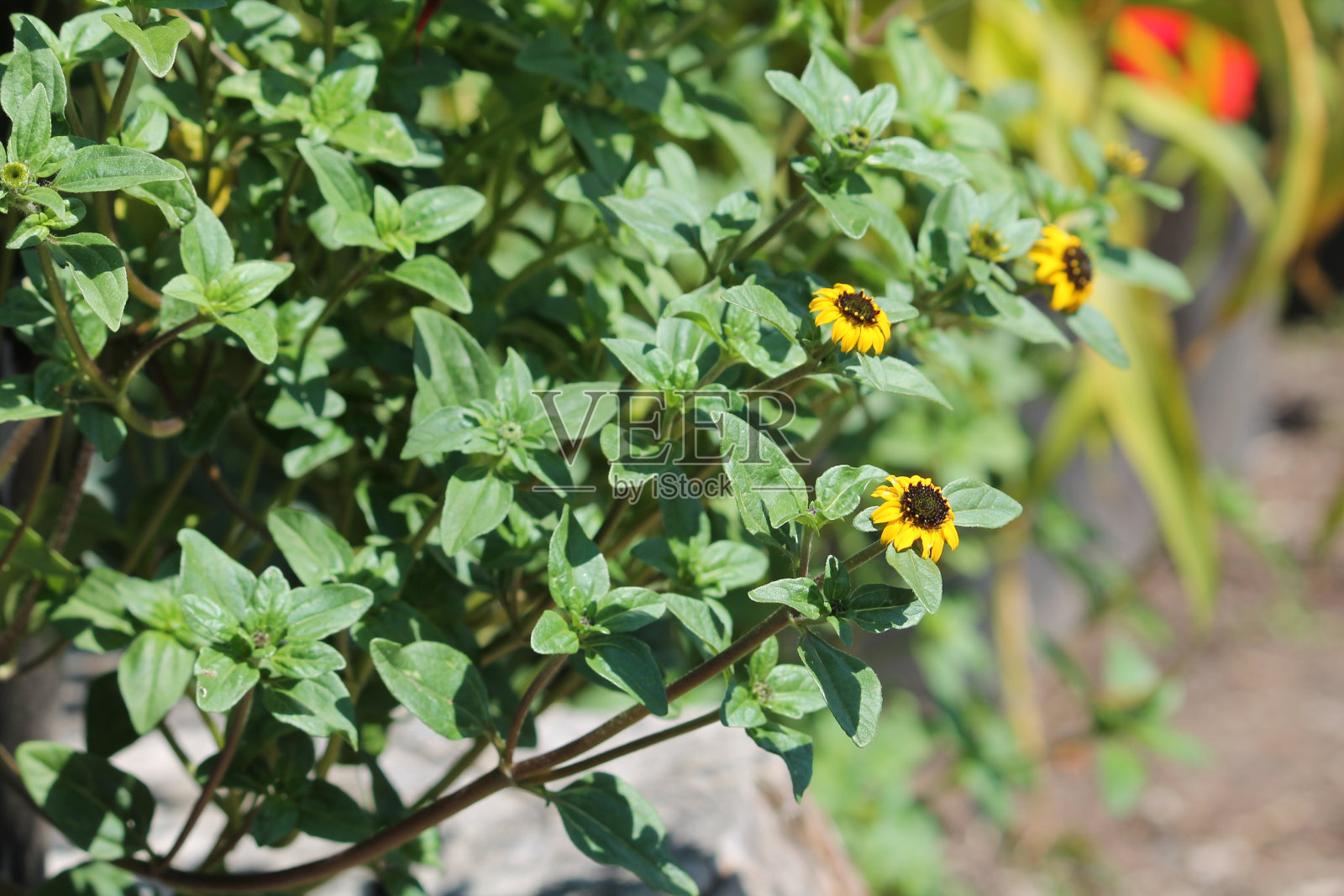 开花墨西哥匍匐百日草(Sanvitalia procumbens)，夏季花园植物，叶绿花黄照片摄影图片