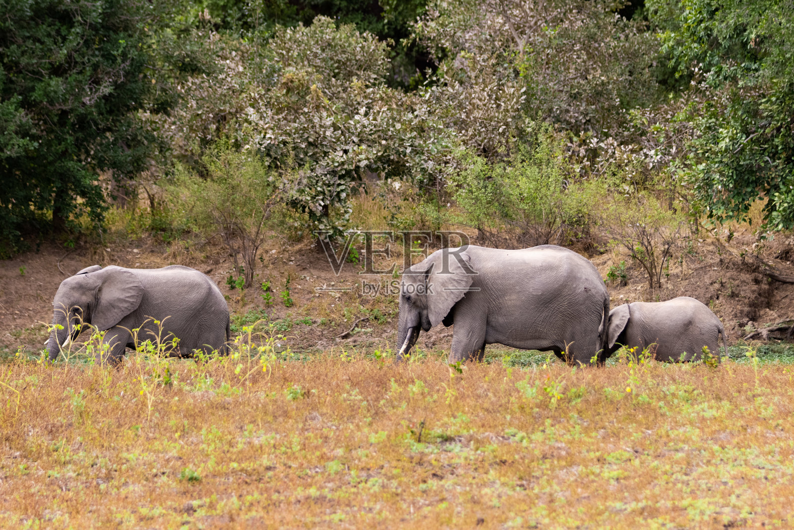 非洲象在它们的自然栖息地照片摄影图片