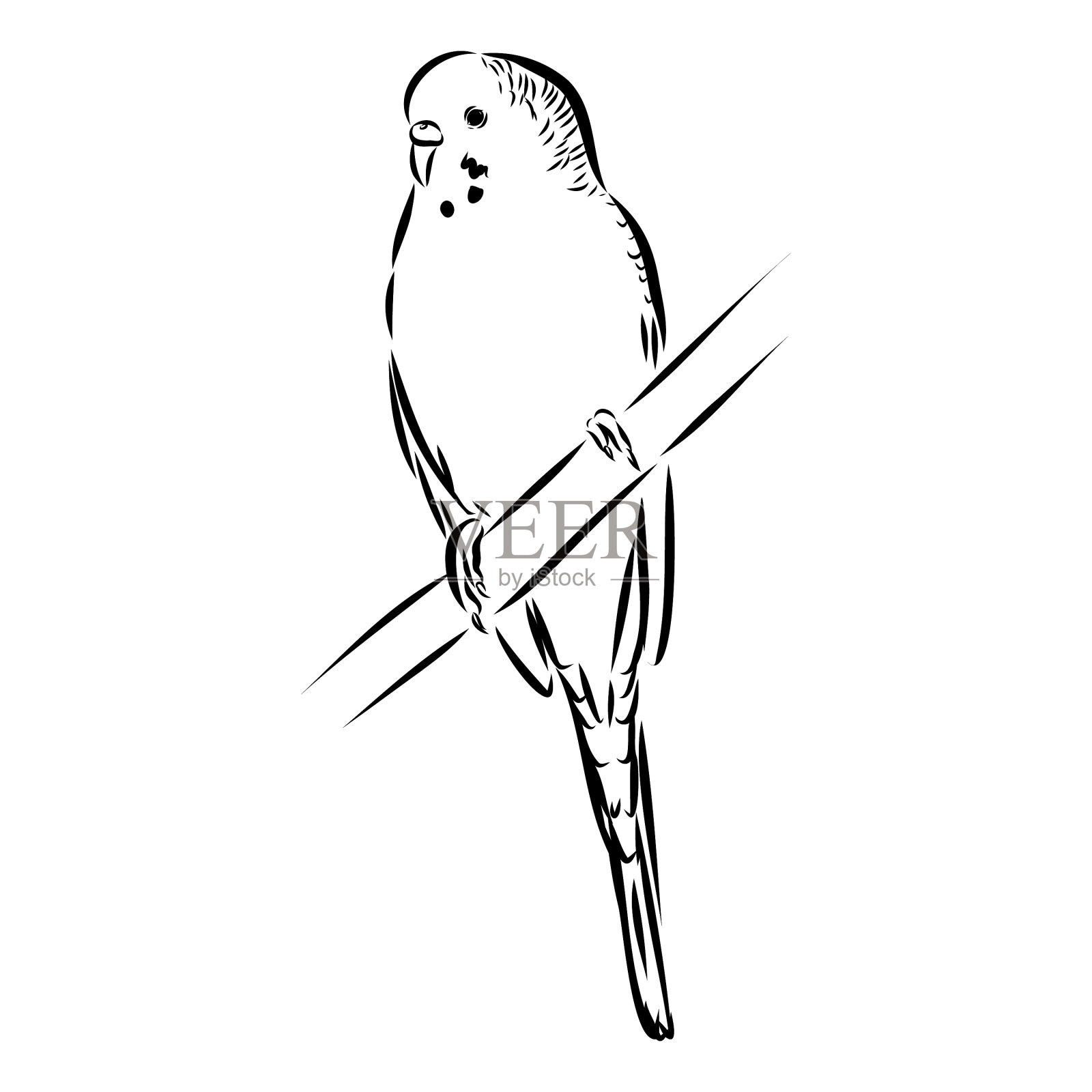 一只可爱的鹦鹉坐在栖木上供设计插画图片素材