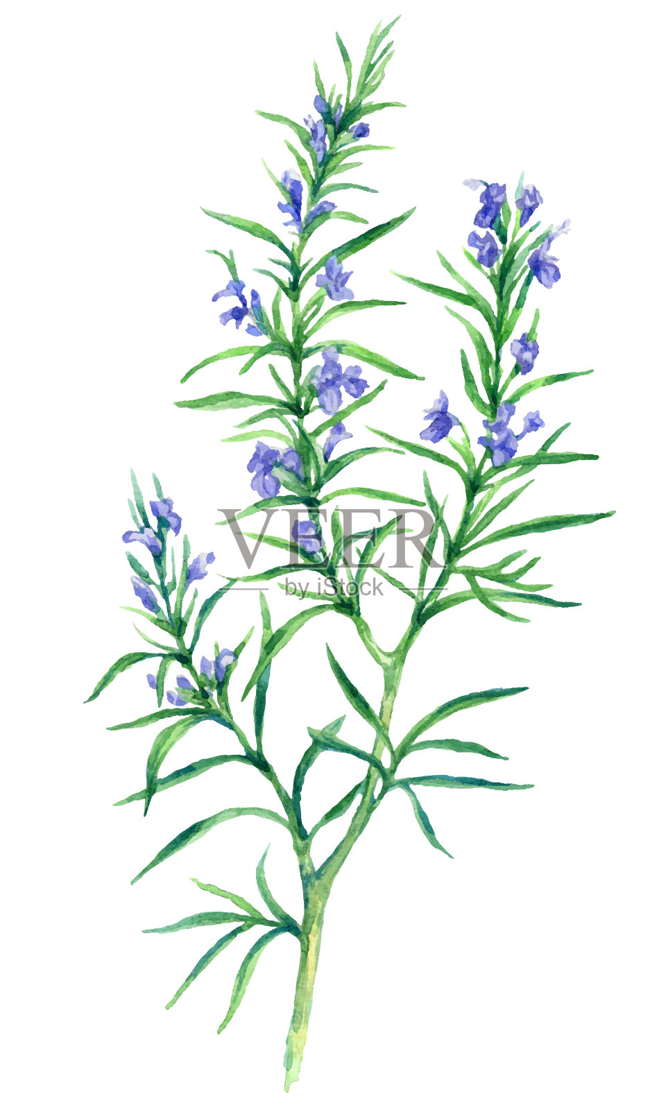 在白色背景上分离的盛开的迷迭香水彩枝插画图片素材