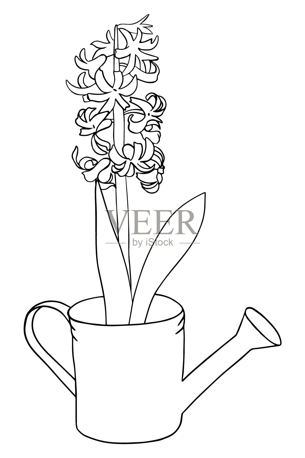 风信子在一个花盆植物学着色书涂鸦设计元素图片