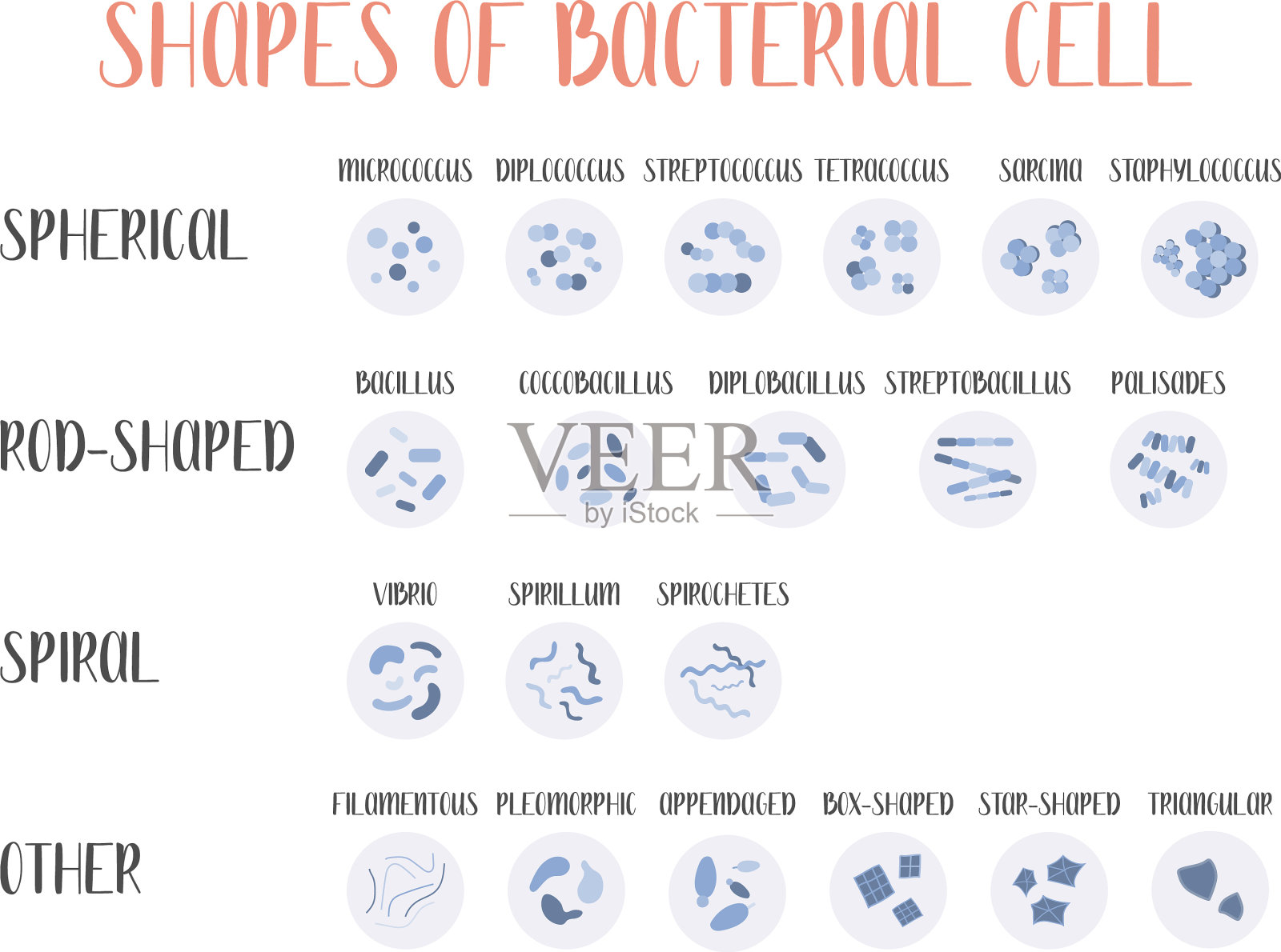 细菌分类细菌类型形状插画图片素材