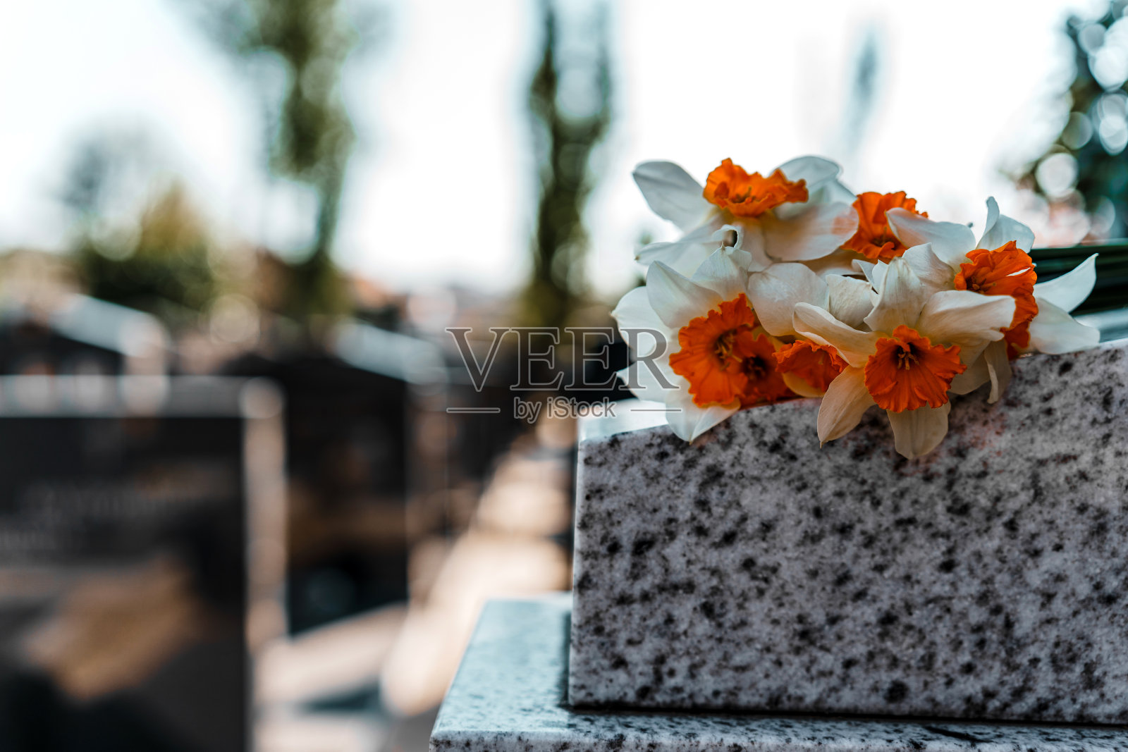 墓地里的墓碑上的花，背景是墓碑照片摄影图片