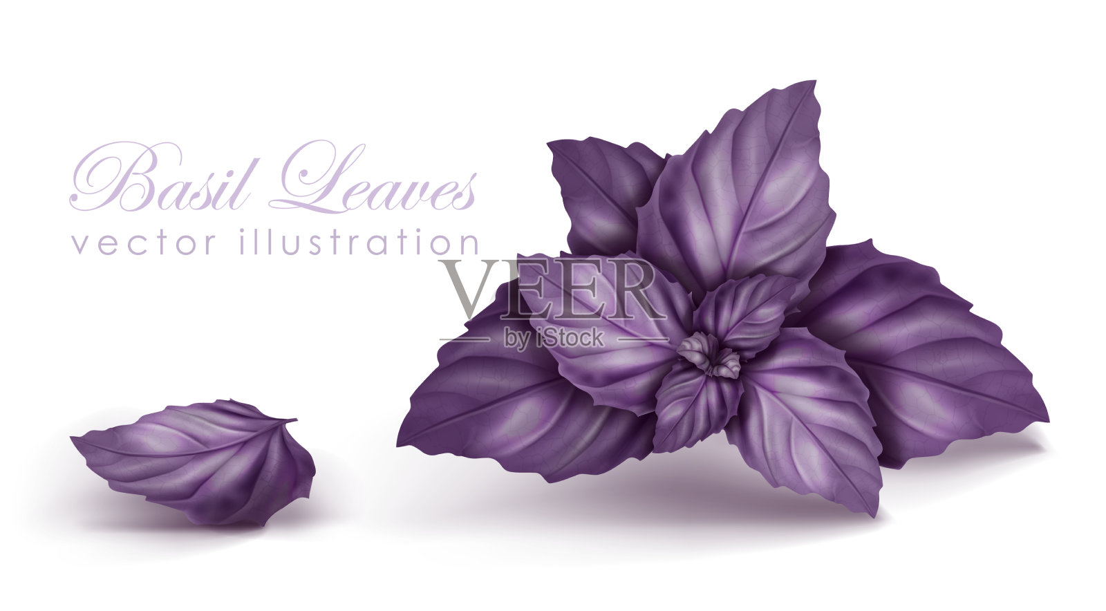 紫罗勒枝插画图片素材