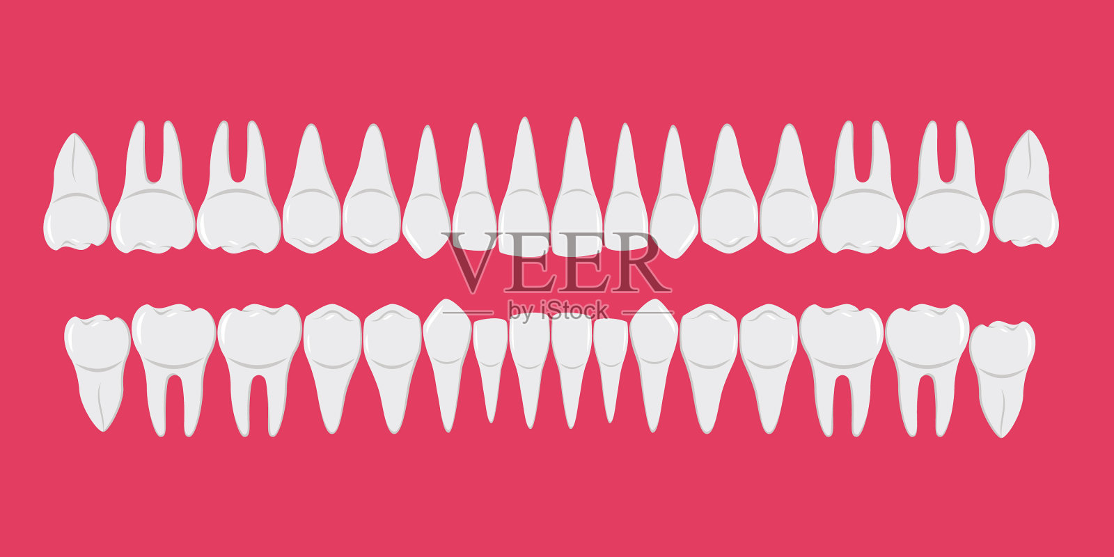 人的牙齿健康洁白，整齐美观设计模板素材
