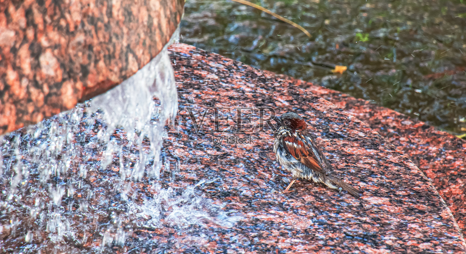斯洛伐克尼特拉市的喷泉。麻雀在水滴中沐浴。从喷泉。老城区的中心。照片摄影图片