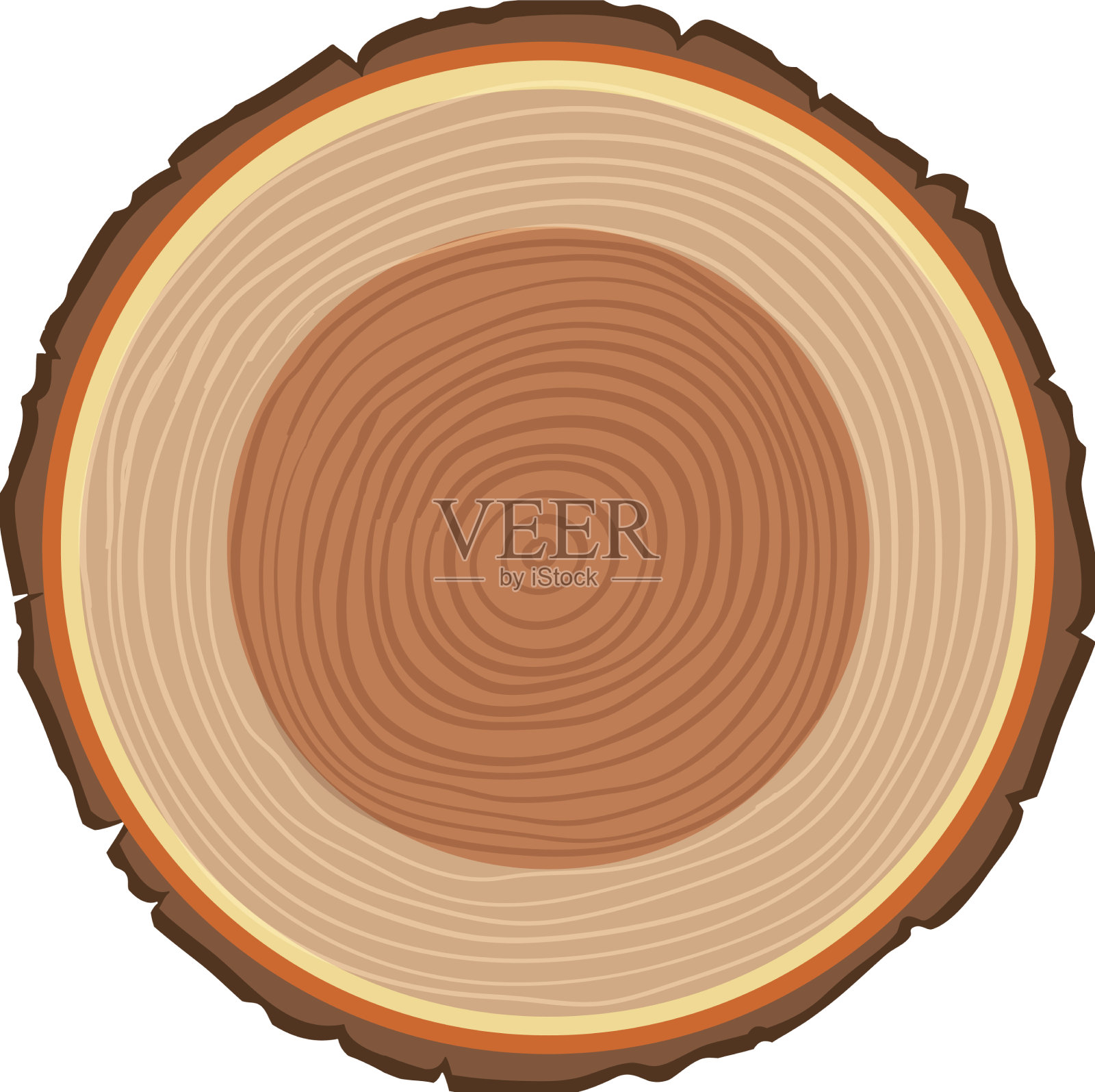 树干解剖设计元素图片