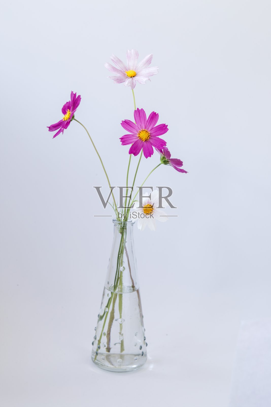 粉红色，白色，紫色花园宇宙在玻璃花瓶，室内装饰花束孤立在白色背景照片摄影图片