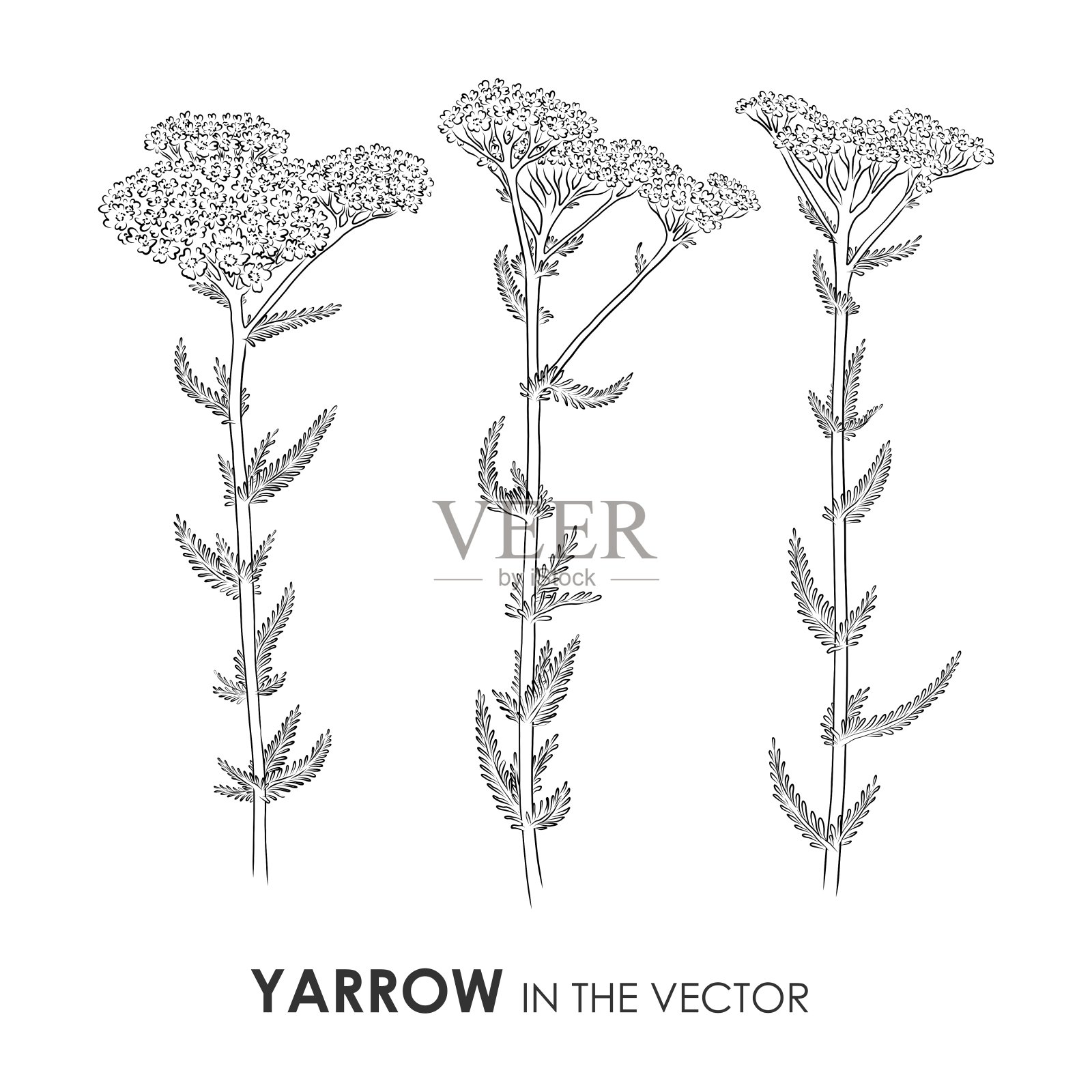 白色背景上蓍草的矢量草图插画图片素材