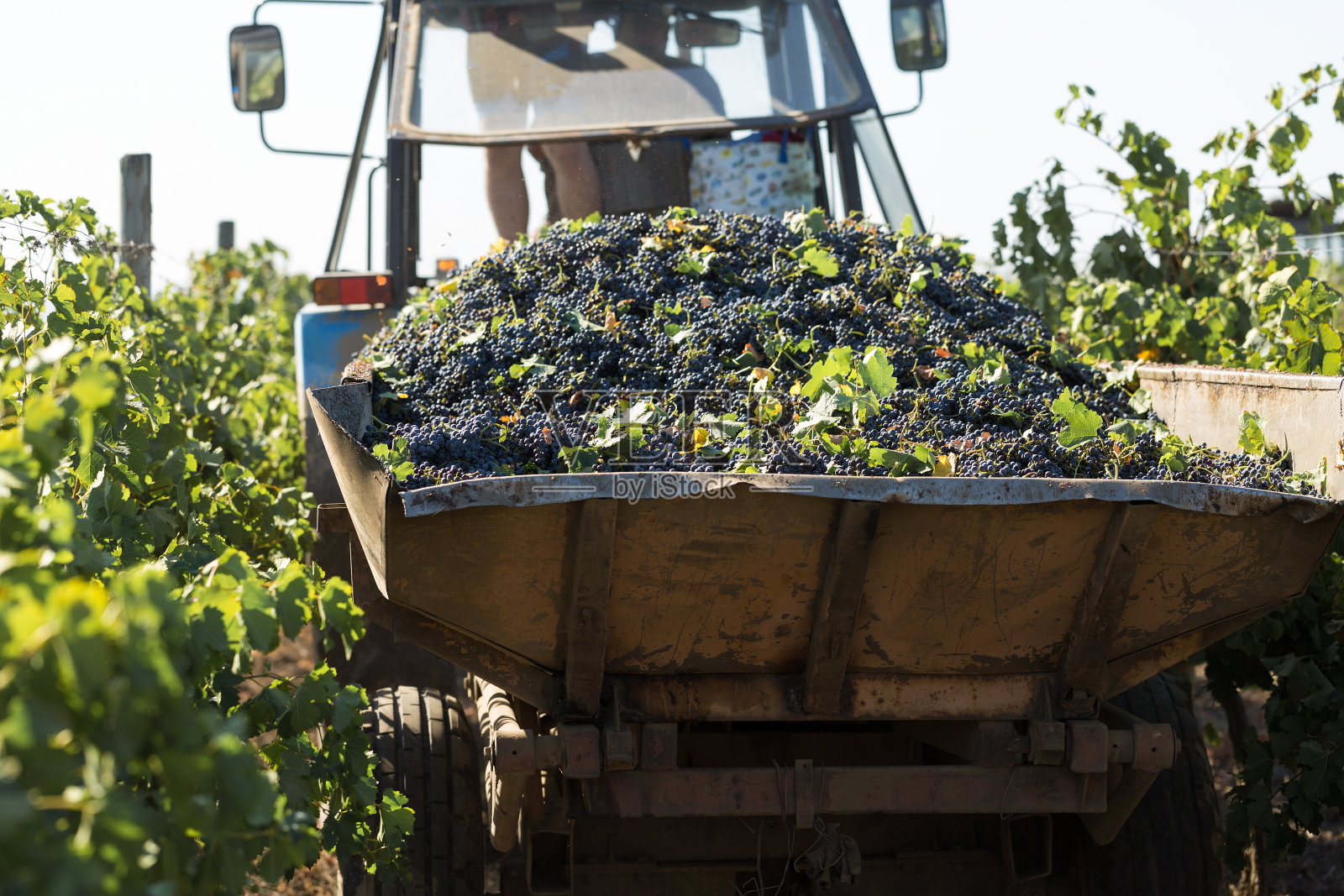 盛满葡萄供压榨的大储罐。传统的老酿酒技术。照片摄影图片