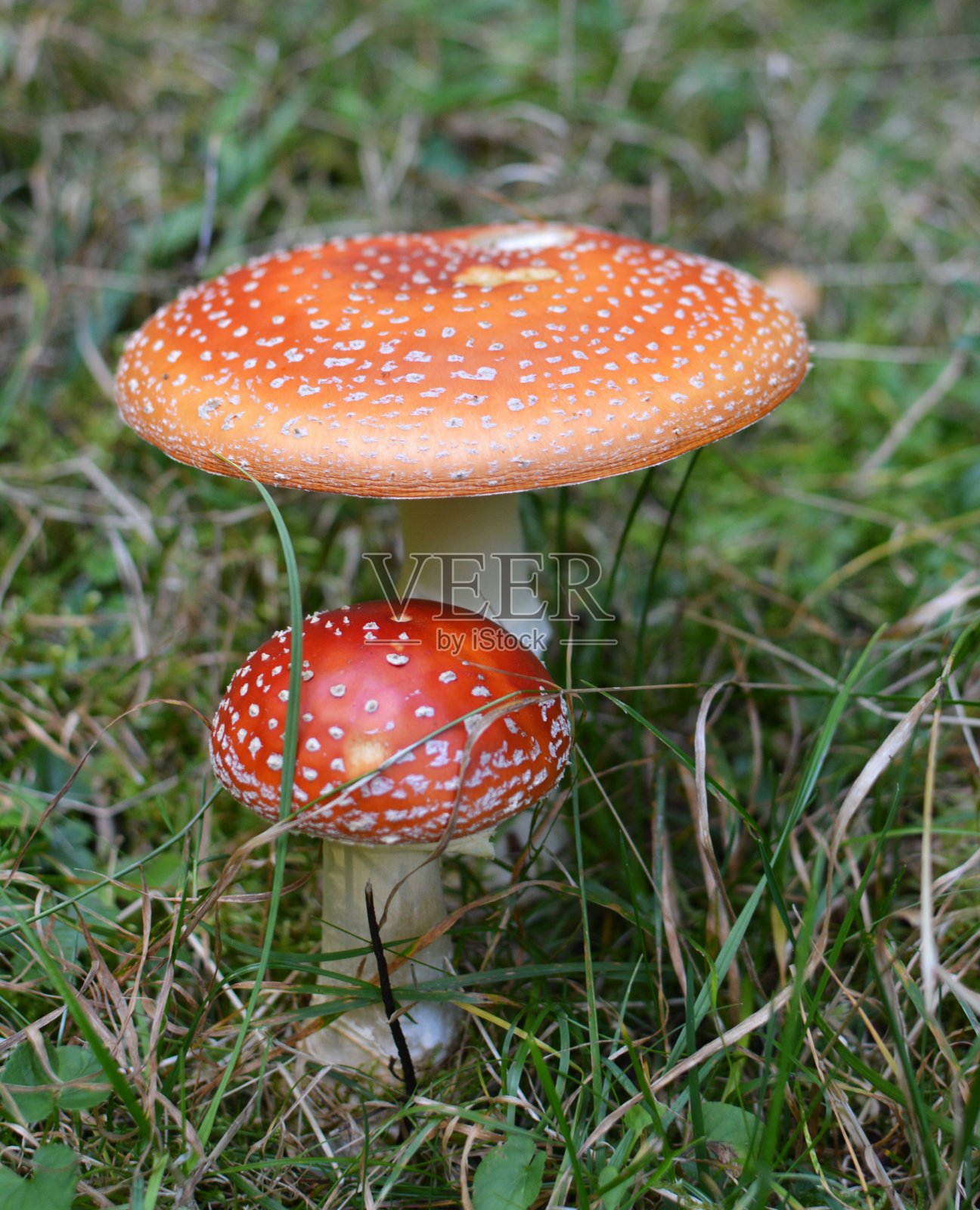 森林里生长着有毒的蘑菇红蝇木耳毒蝇伞