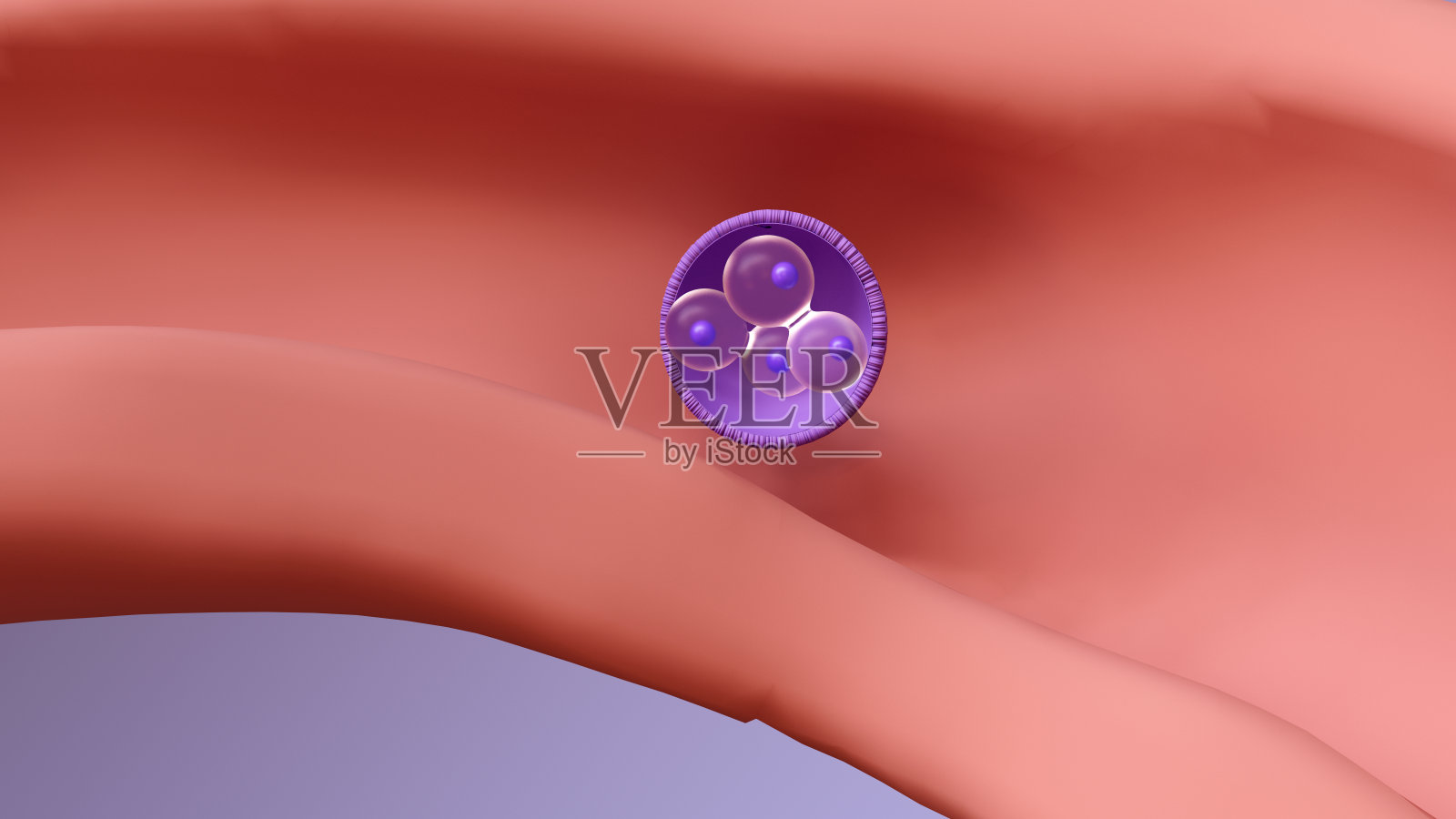 从胚胎到新生儿的旅程：受精、胚胎发育、囊胚植入和胎儿发育照片摄影图片