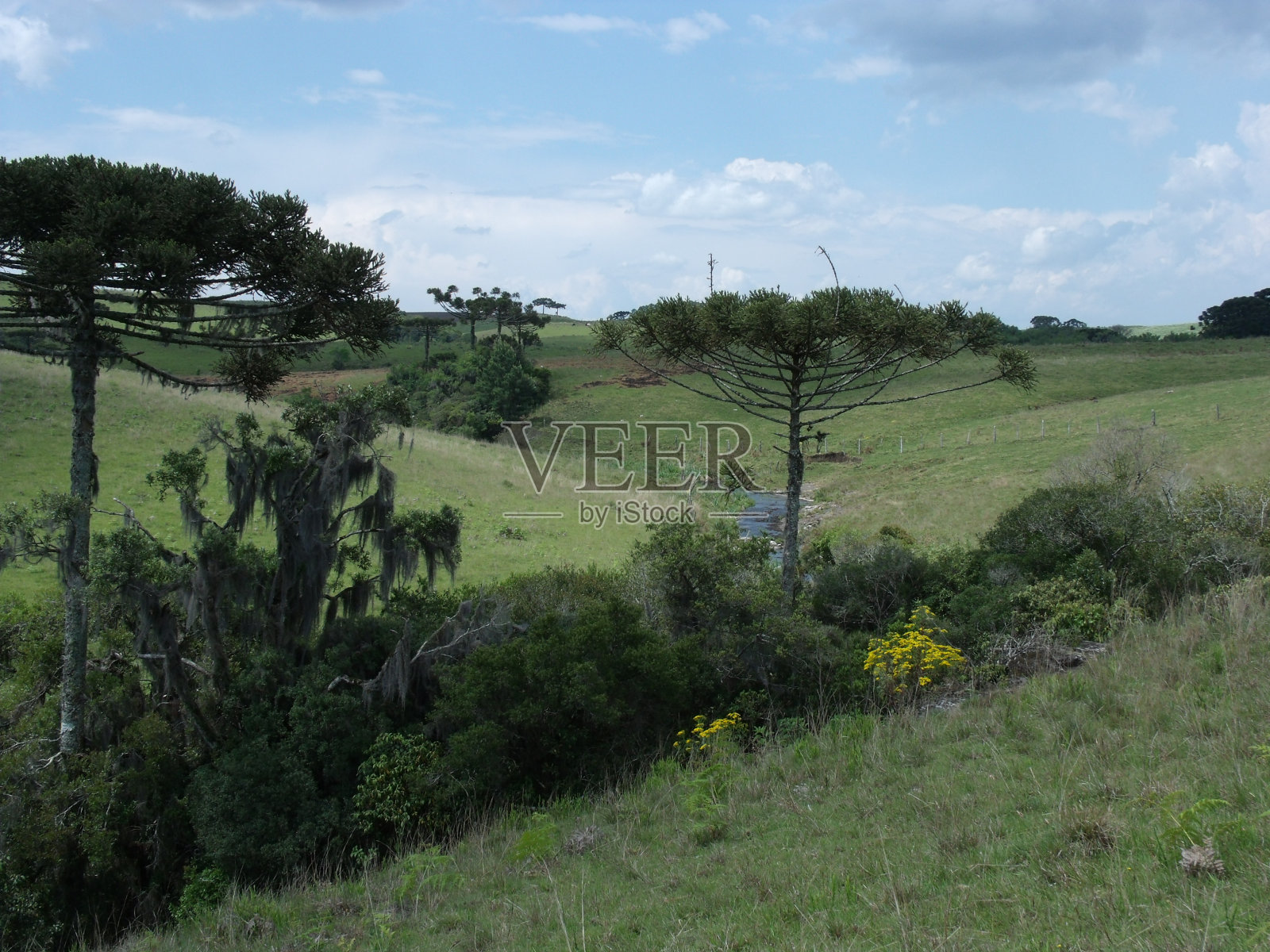有树的田野的景色照片摄影图片