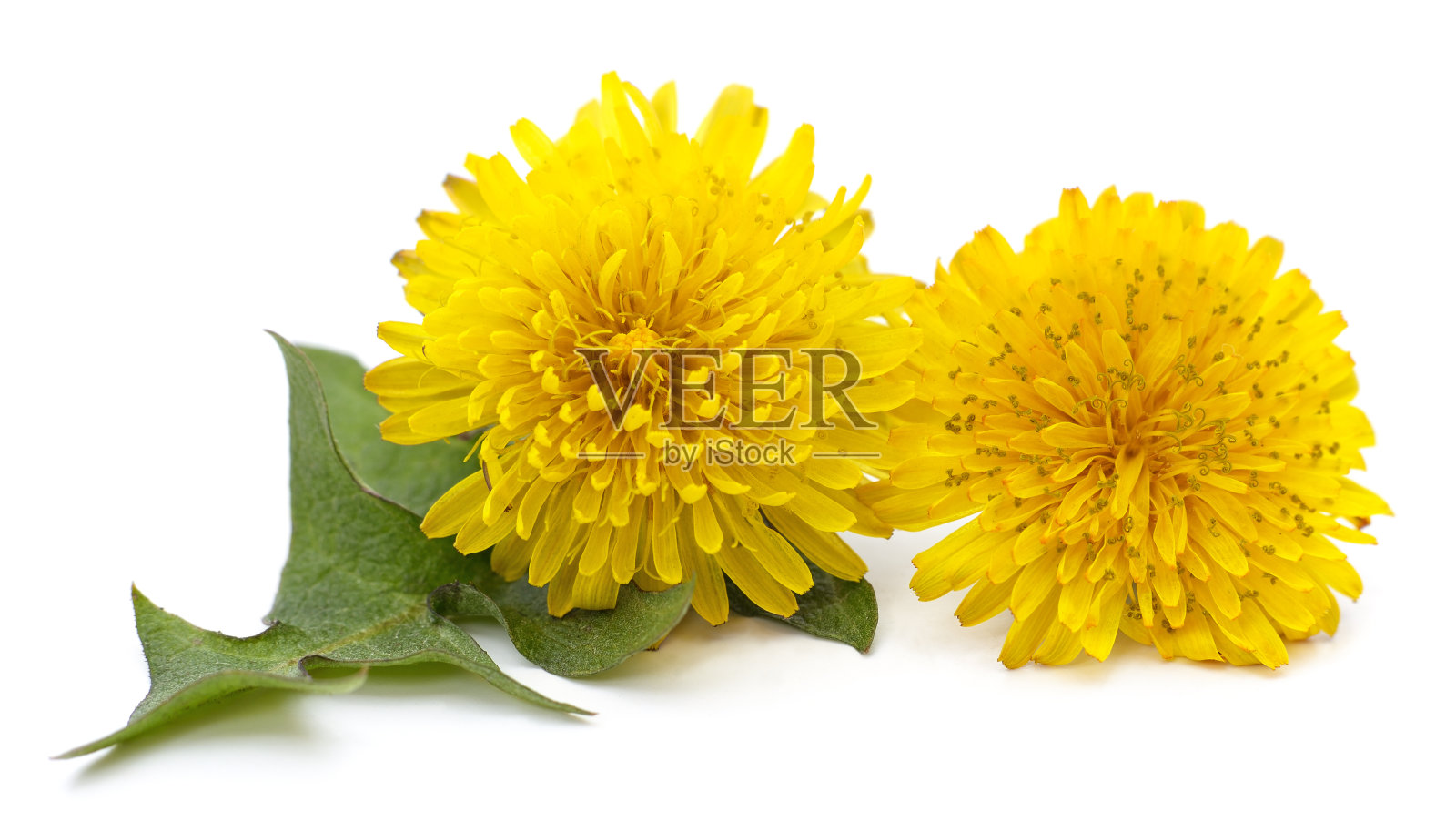 蒲公英叶子。照片摄影图片