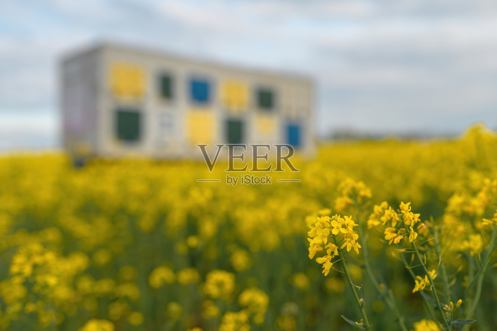 蜂箱拖车在盛开的油菜籽田照片摄影图片