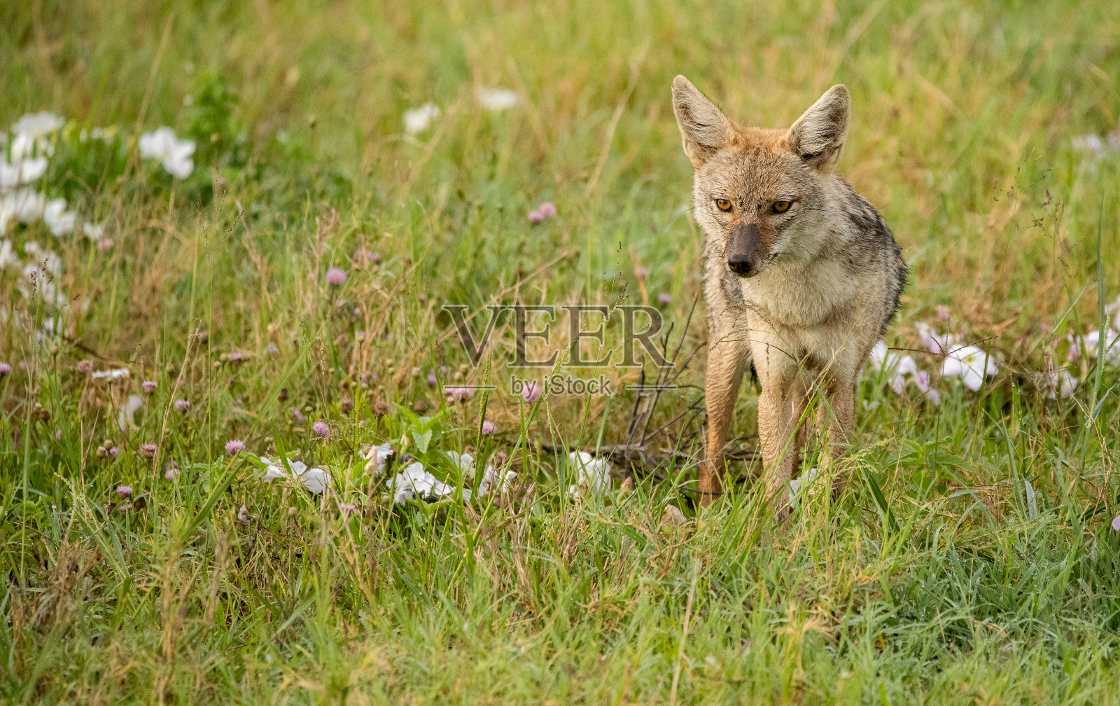 豺在坦桑尼亚照片摄影图片